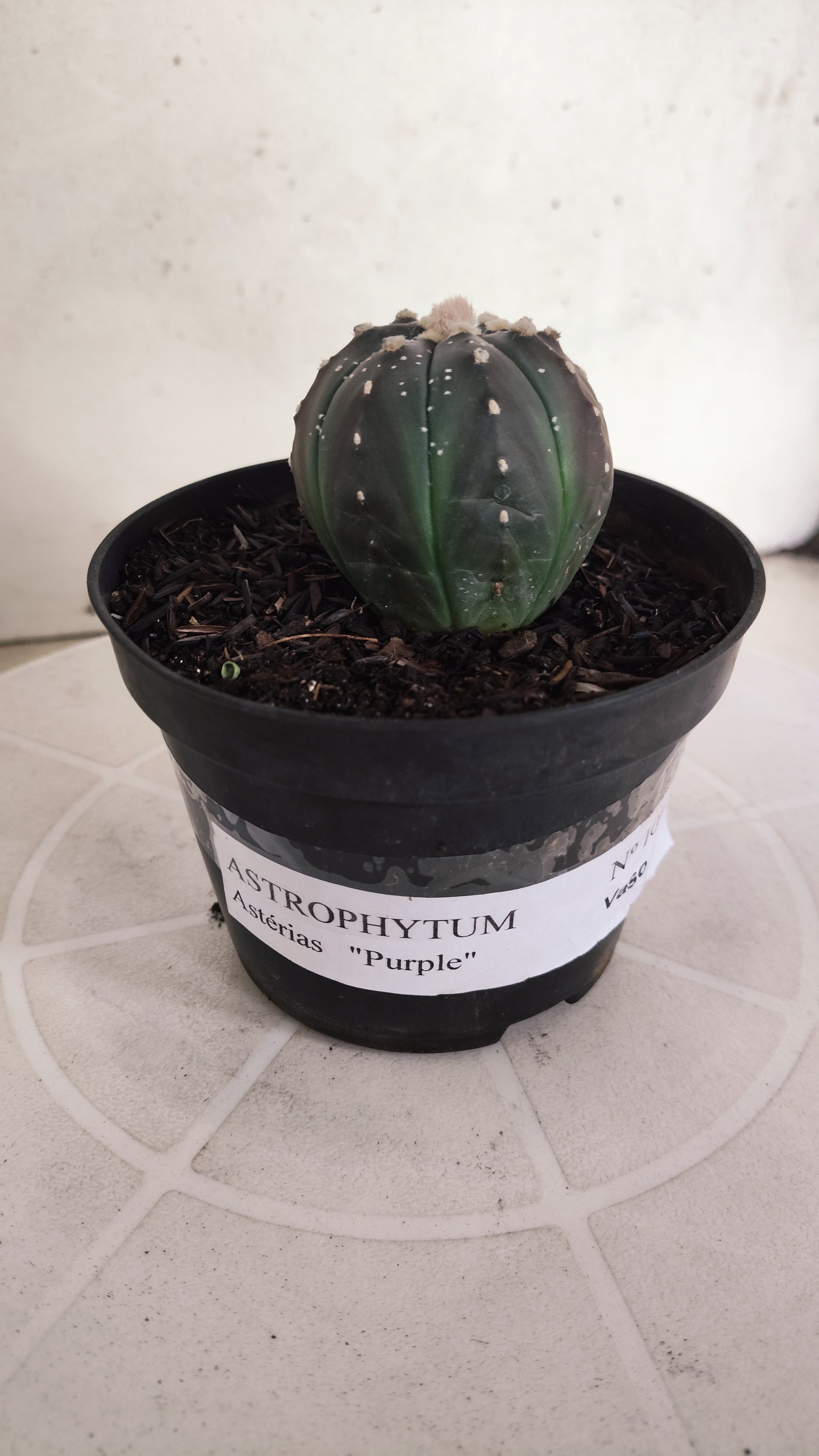 ASTROPHYTUM ASTERIAS “Purple”  Nº 1097 – vaso 11