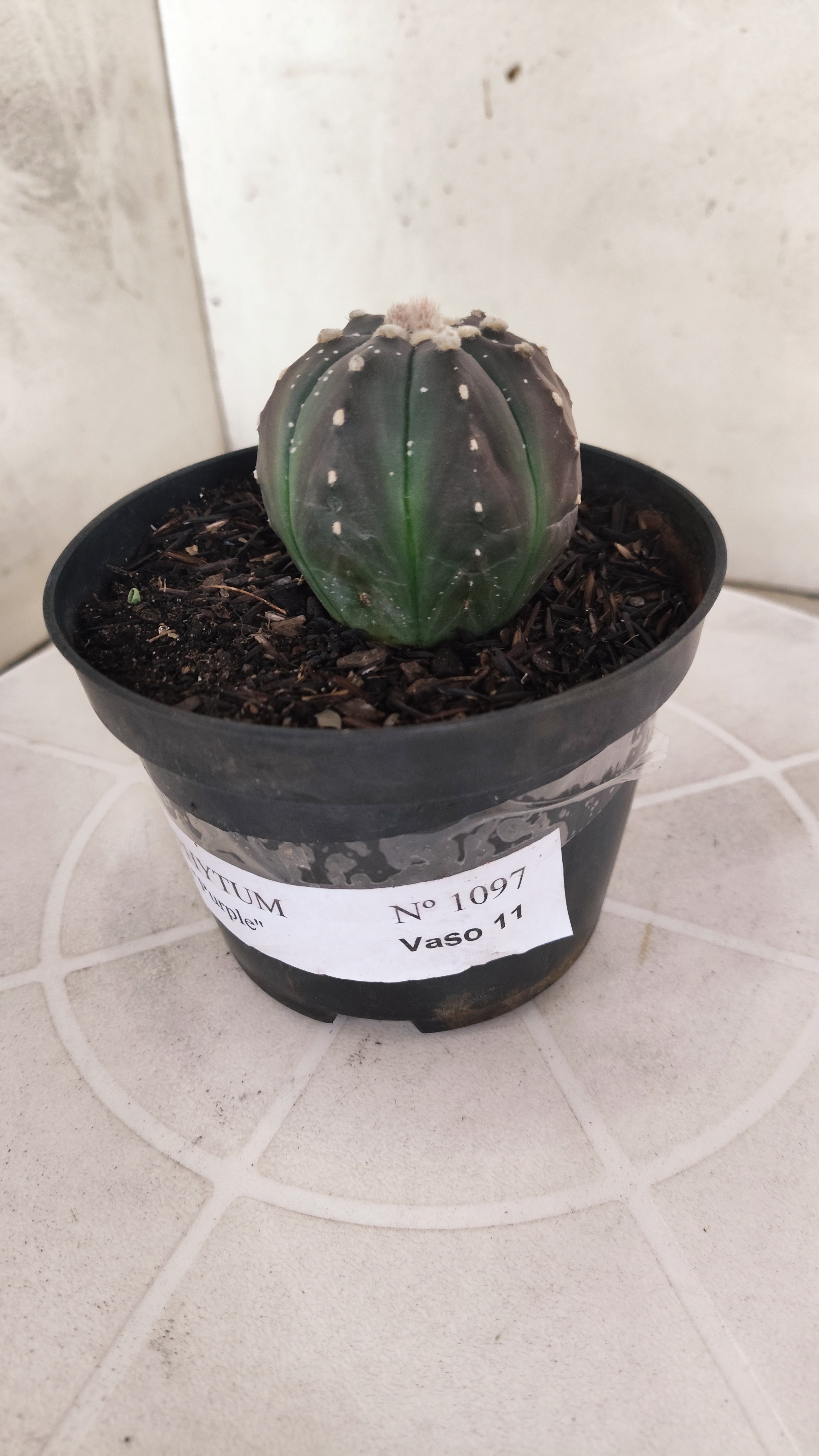 ASTROPHYTUM ASTERIAS “Purple”  Nº 1097 – vaso 11