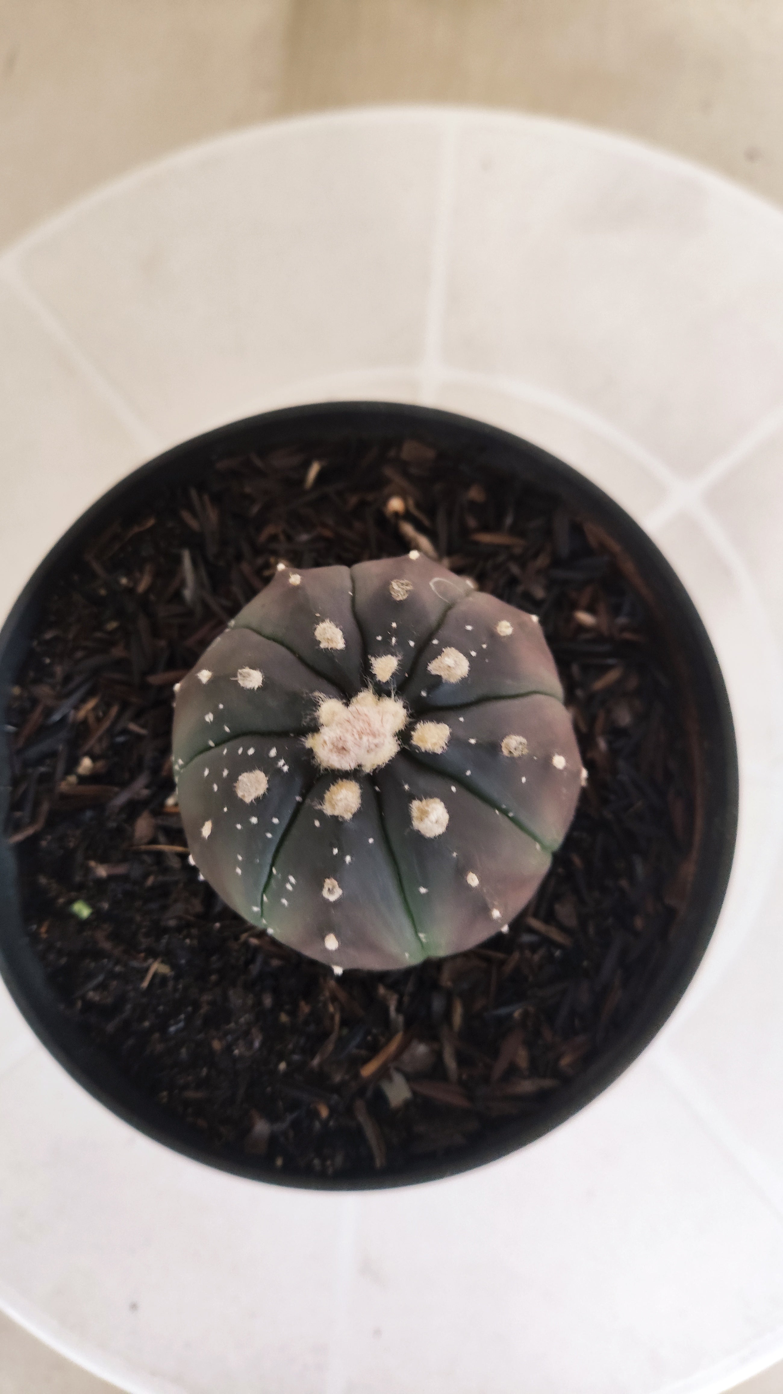 ASTROPHYTUM ASTERIAS “Purple”  Nº 1097 – vaso 11