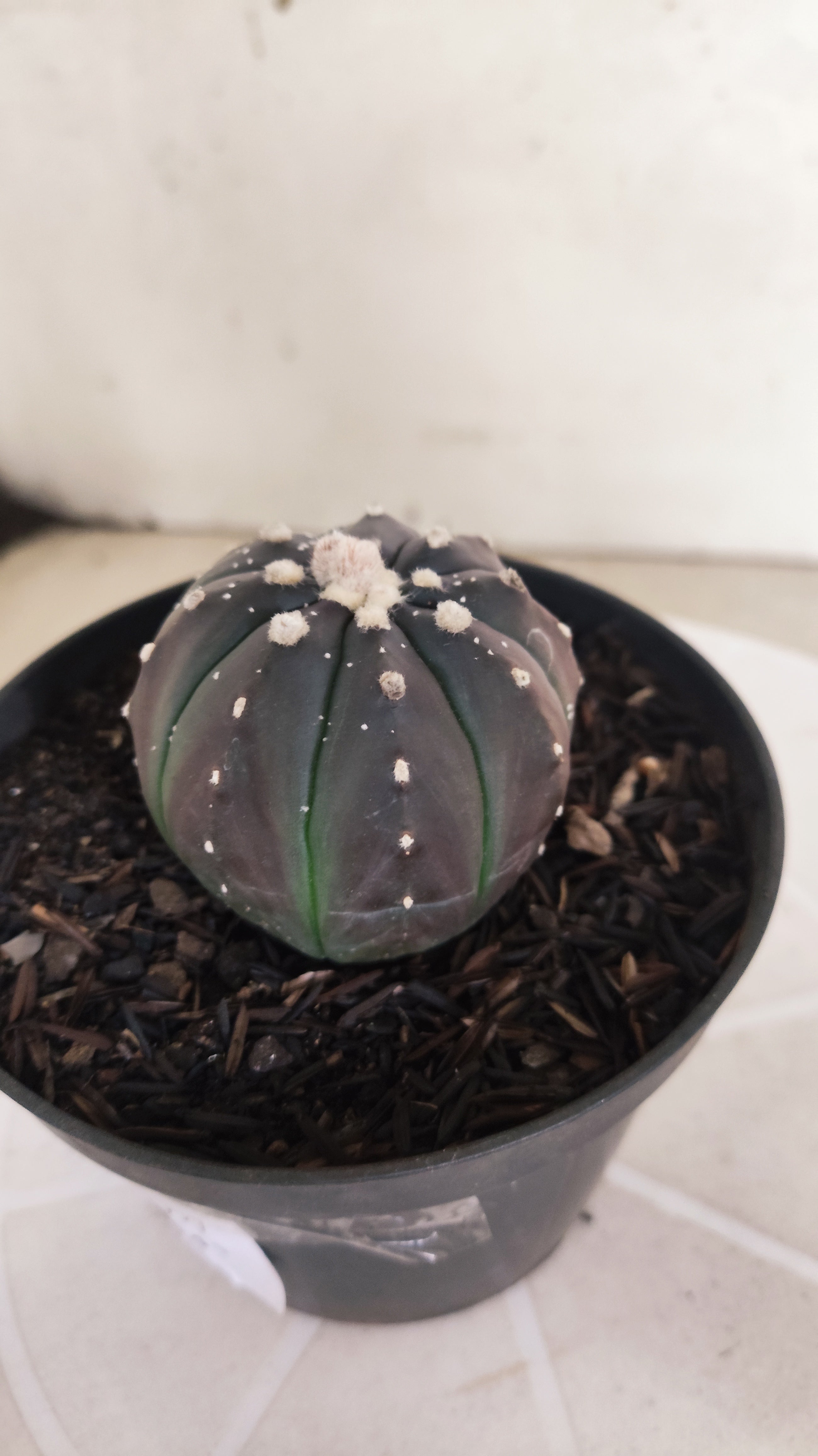 ASTROPHYTUM ASTERIAS “Purple”  Nº 1097 – vaso 11