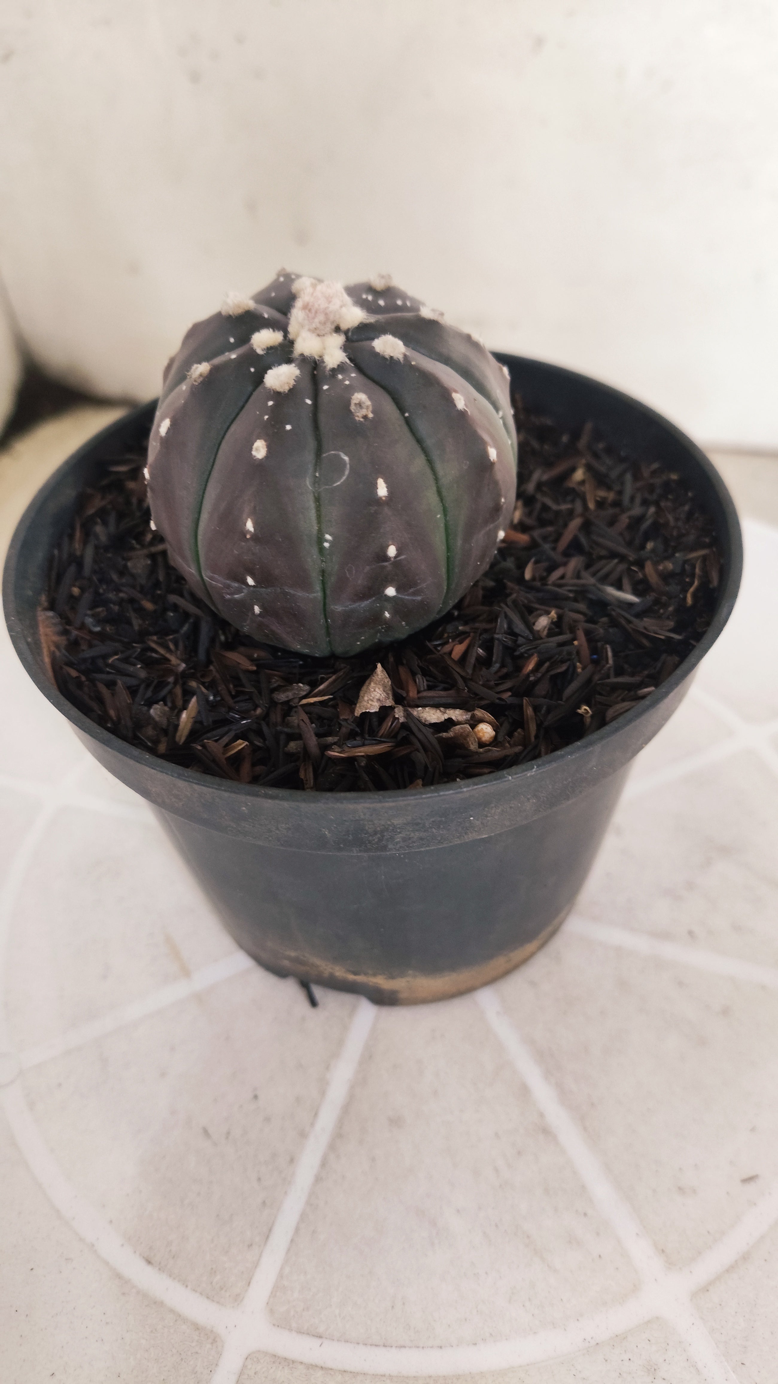 ASTROPHYTUM ASTERIAS “Purple”  Nº 1097 – vaso 11