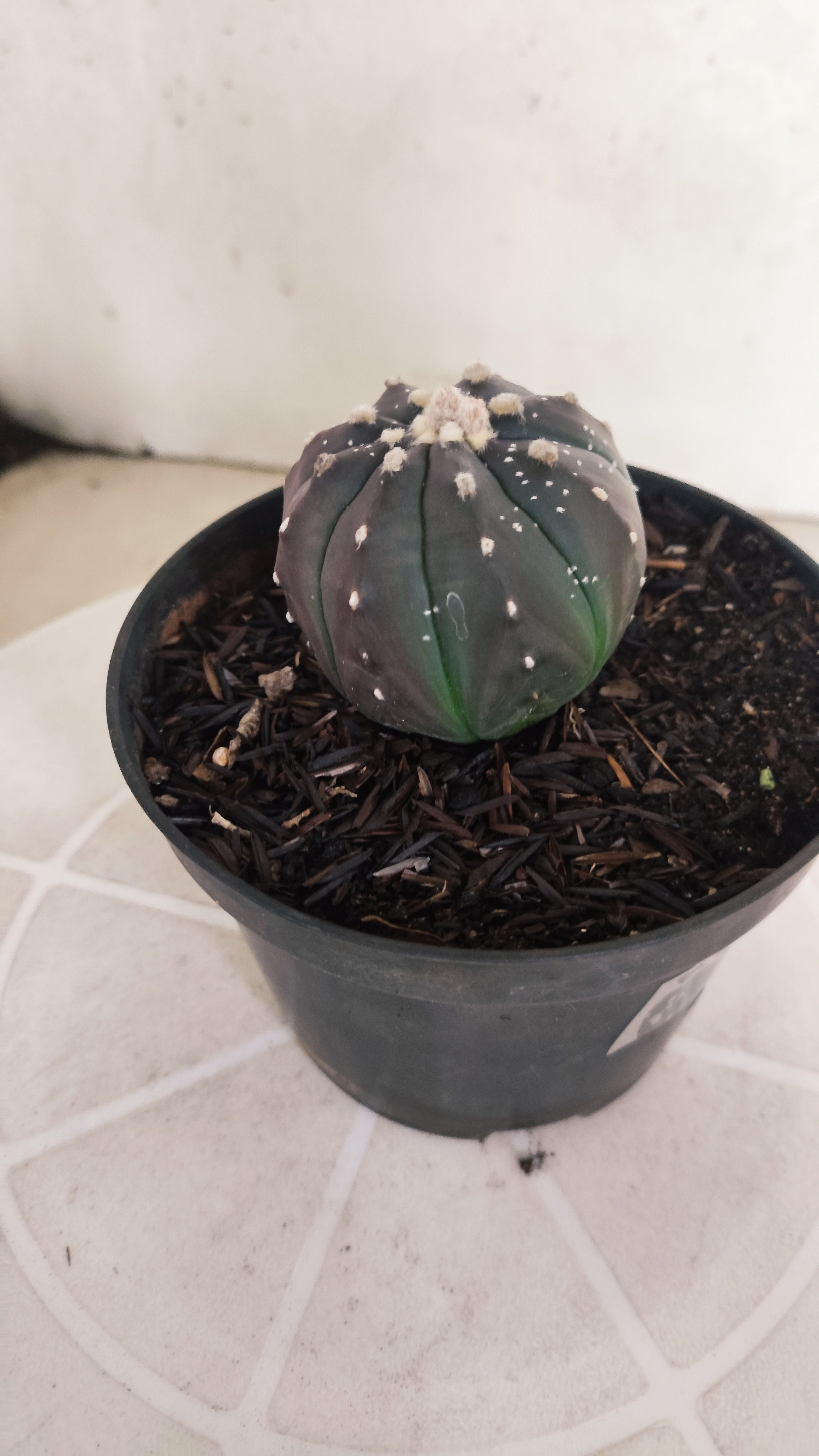 ASTROPHYTUM ASTERIAS “Purple”  Nº 1097 – vaso 11