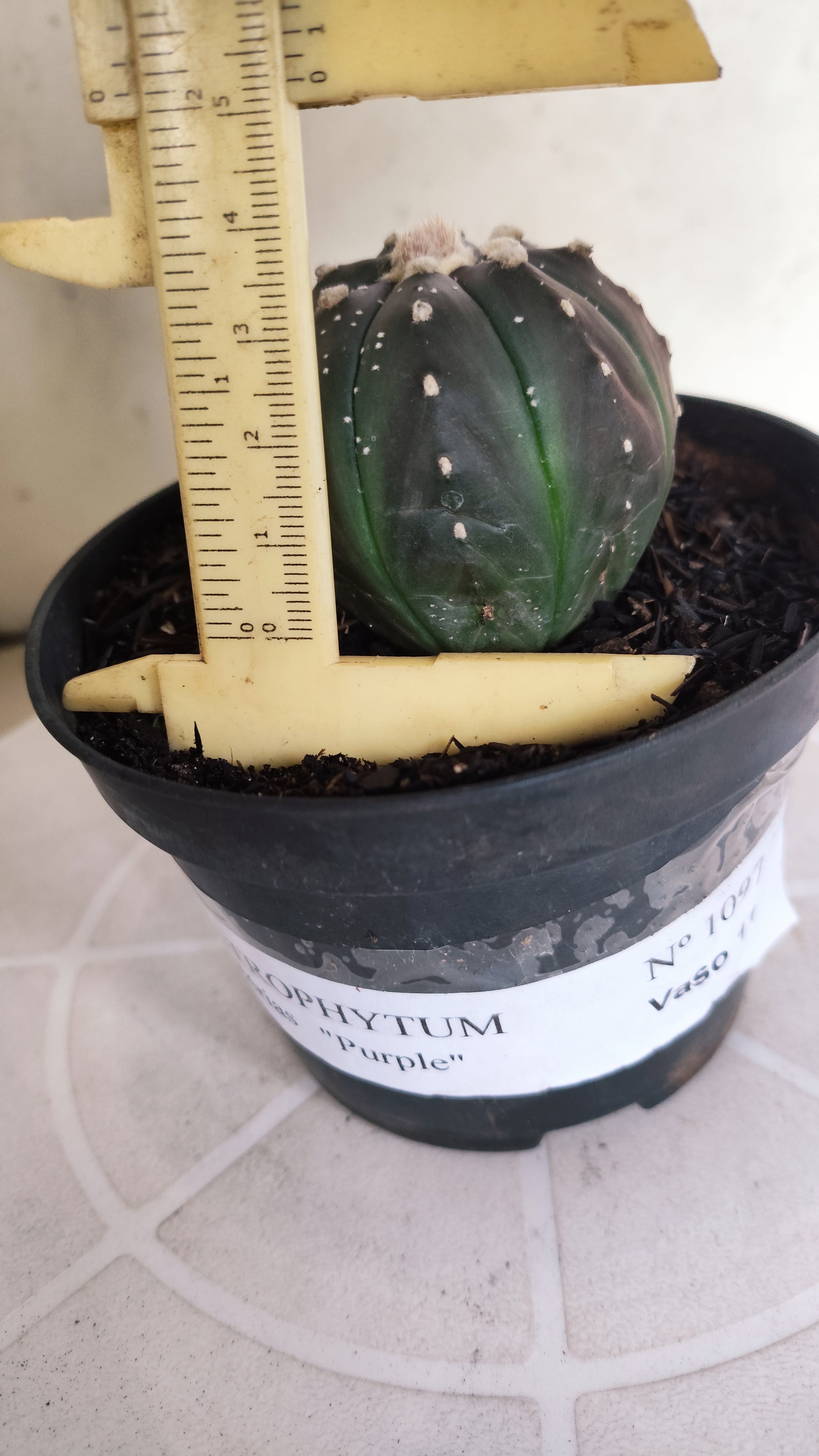 ASTROPHYTUM ASTERIAS “Purple”  Nº 1097 – vaso 11