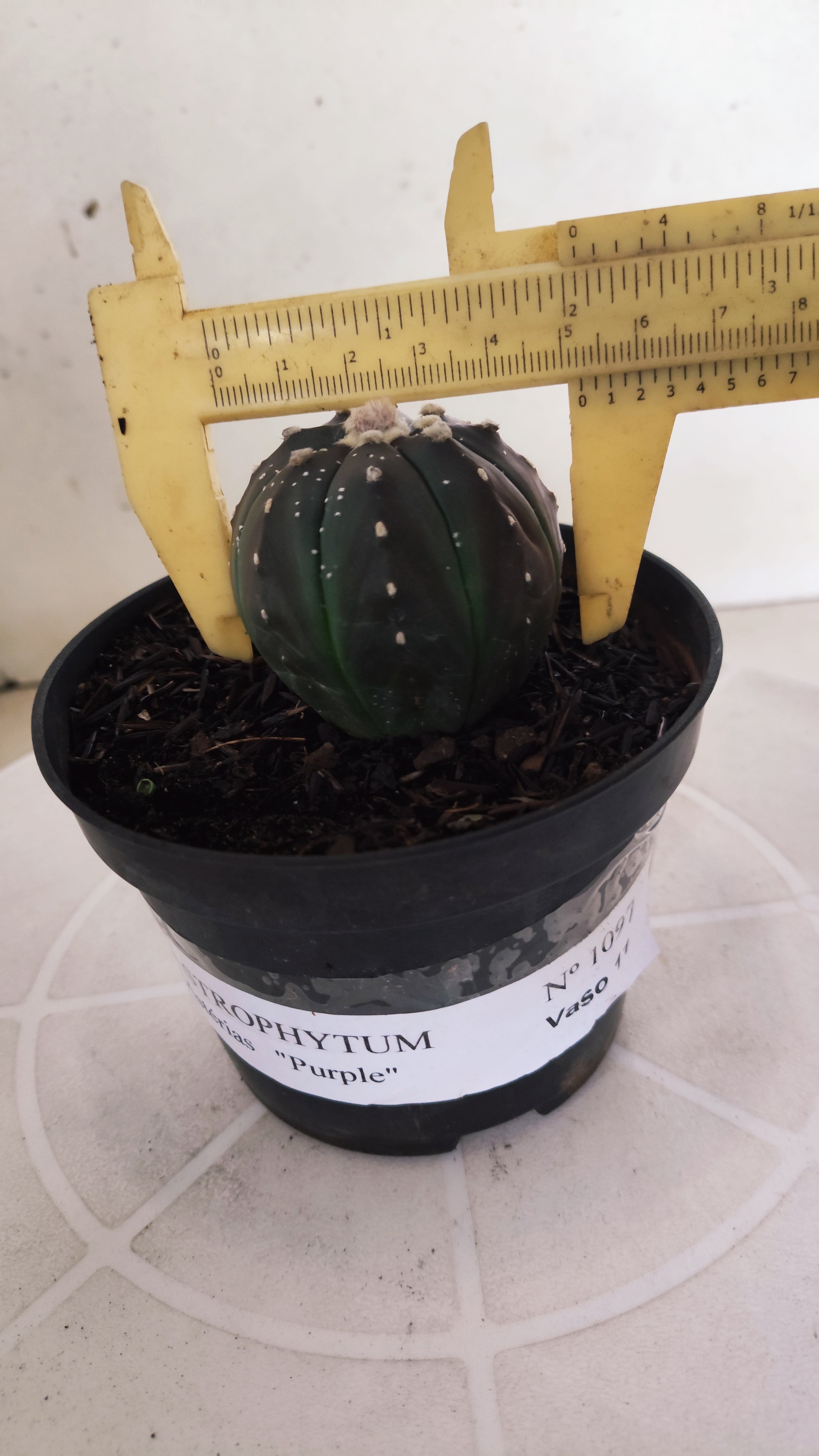 ASTROPHYTUM ASTERIAS “Purple”  Nº 1097 – vaso 11