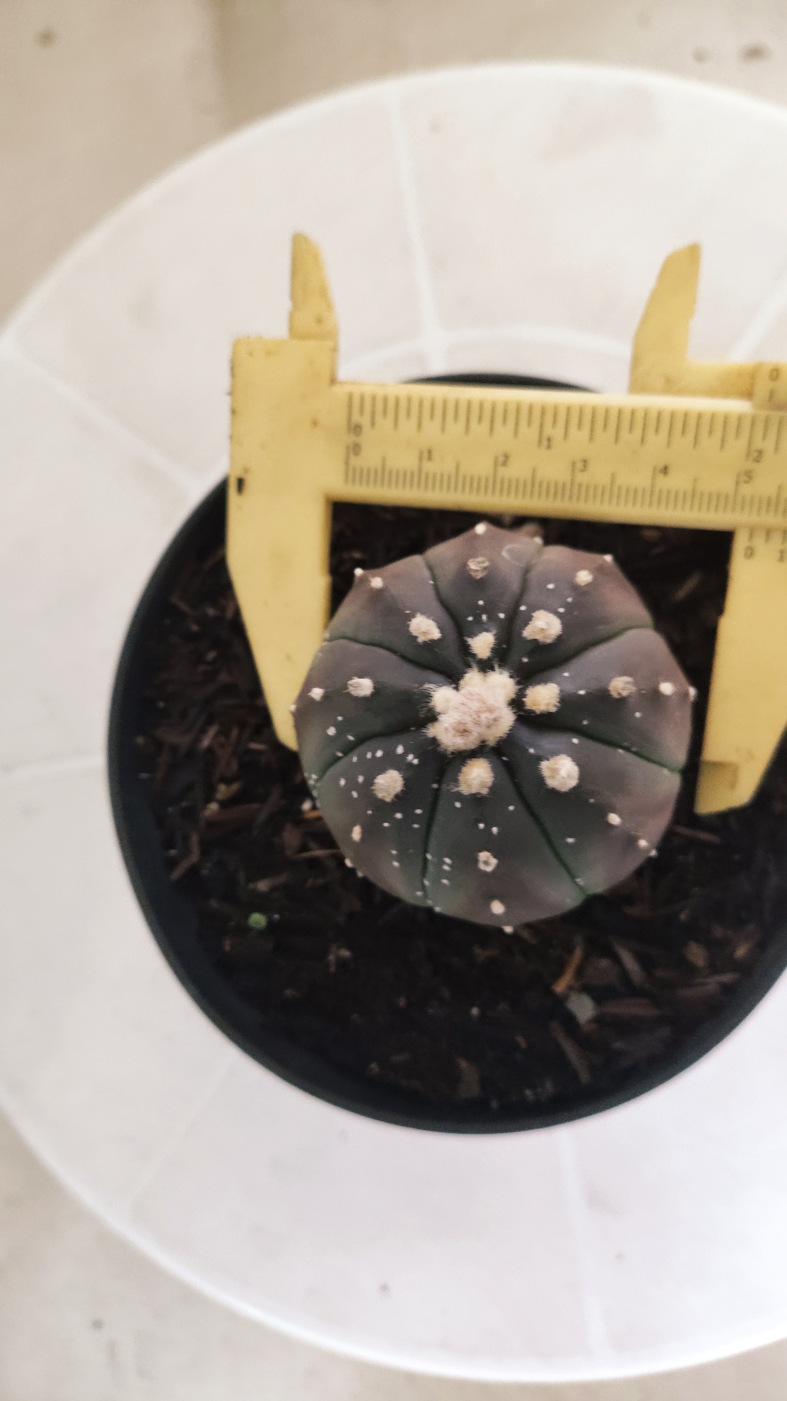 ASTROPHYTUM ASTERIAS “Purple”  Nº 1097 – vaso 11