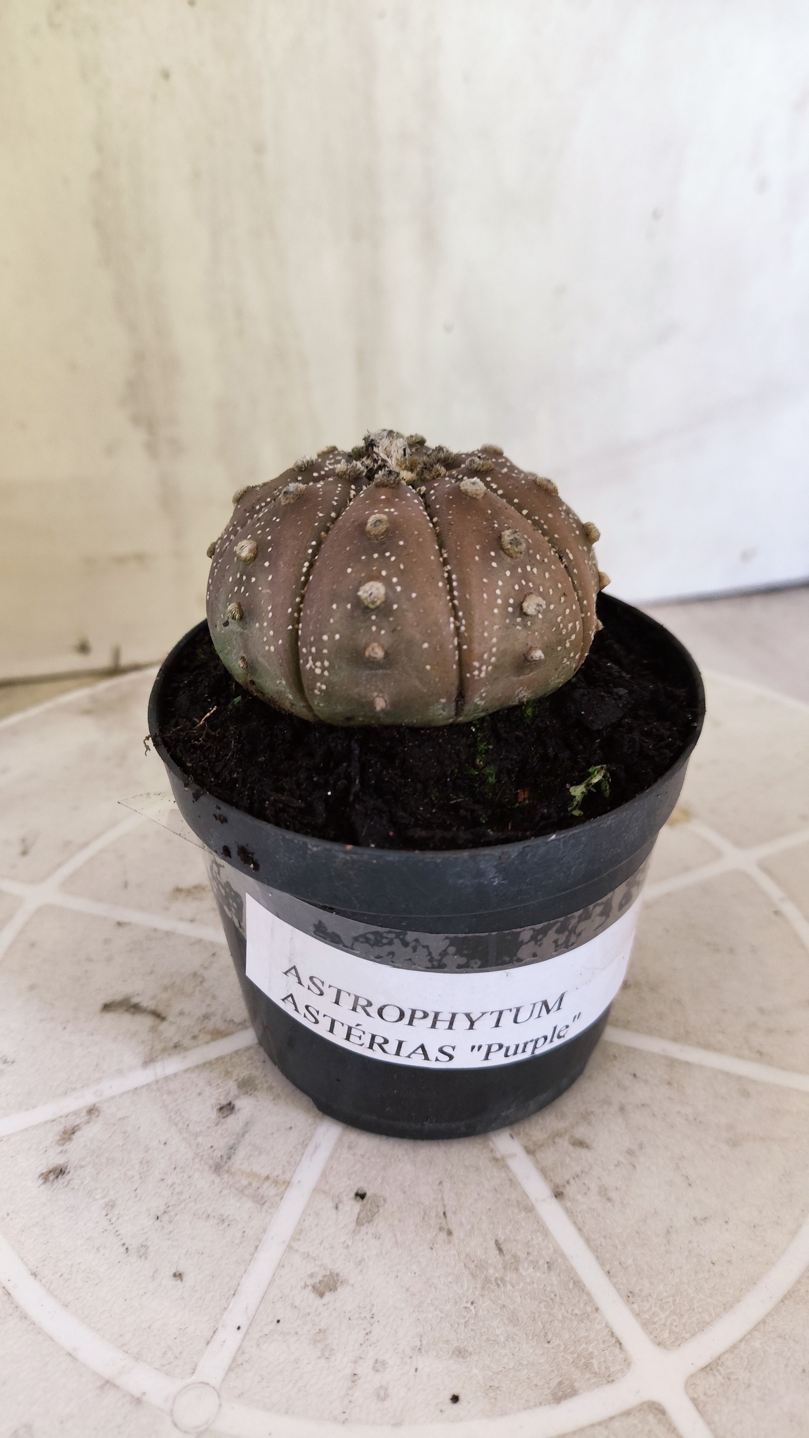 ASTROPHYTUM ASTERIAS “Purple”  Nº 1138 – vaso 09