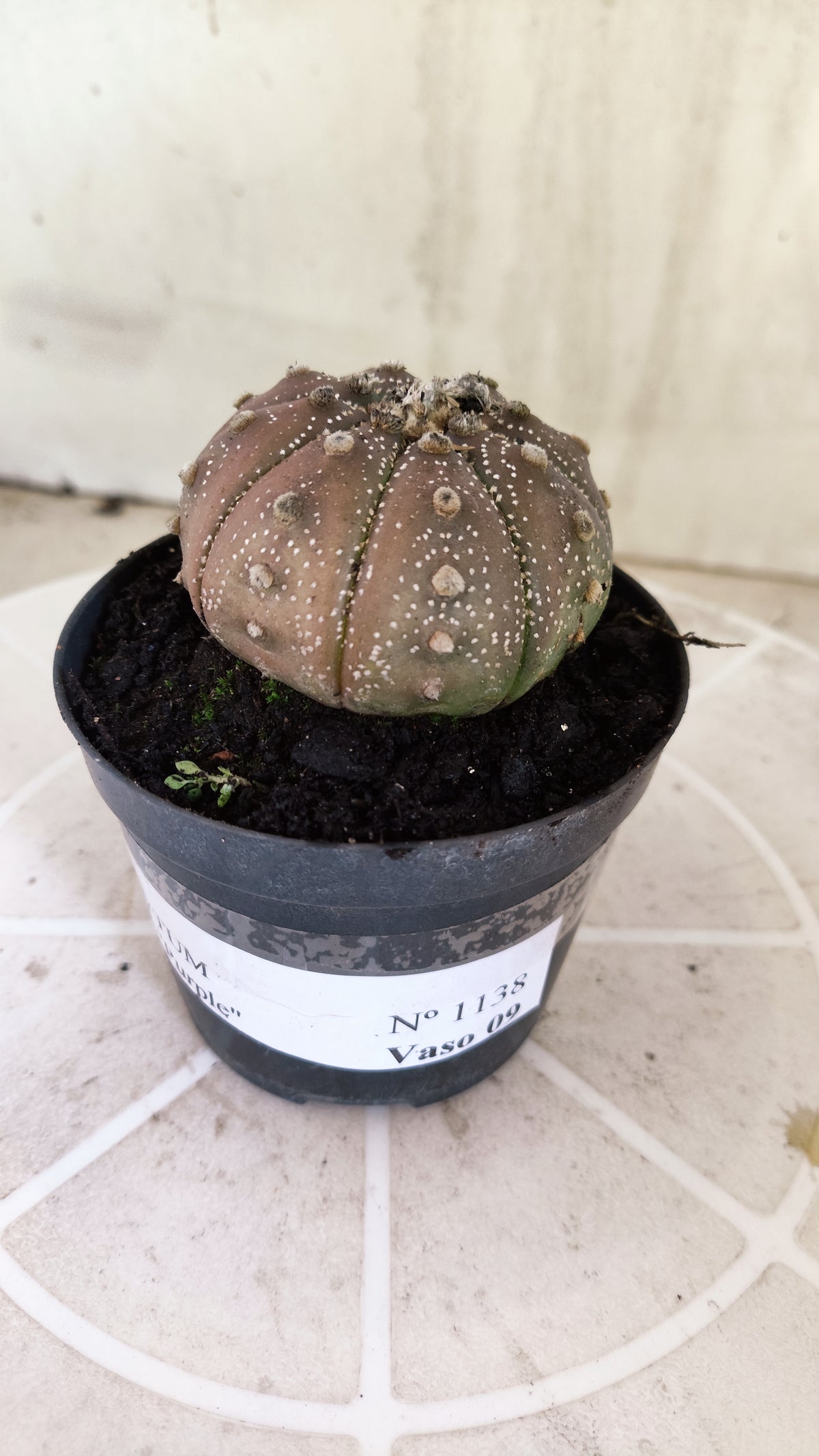 ASTROPHYTUM ASTERIAS “Purple”  Nº 1138 – vaso 09