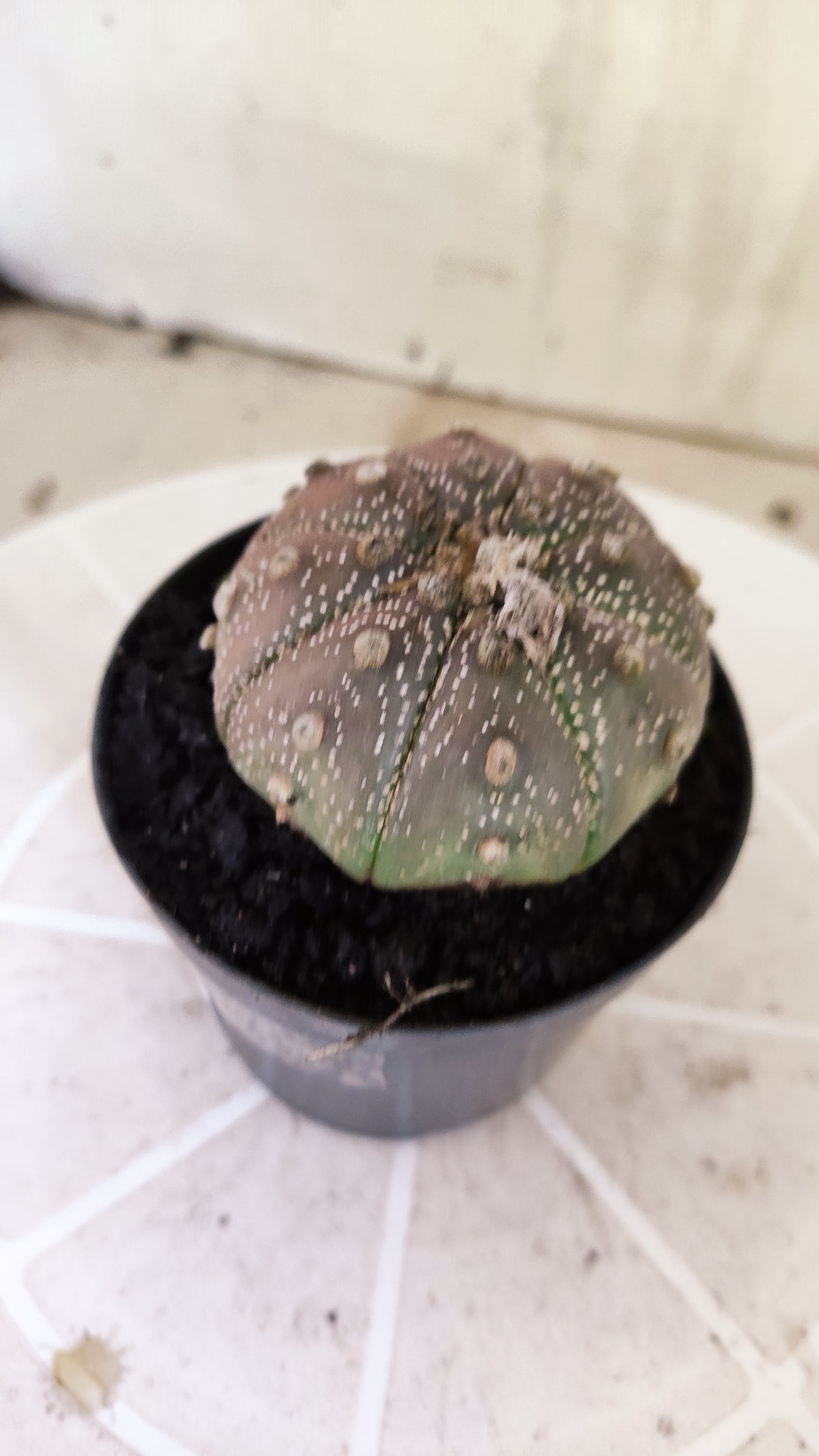 ASTROPHYTUM ASTERIAS “Purple”  Nº 1138 – vaso 09