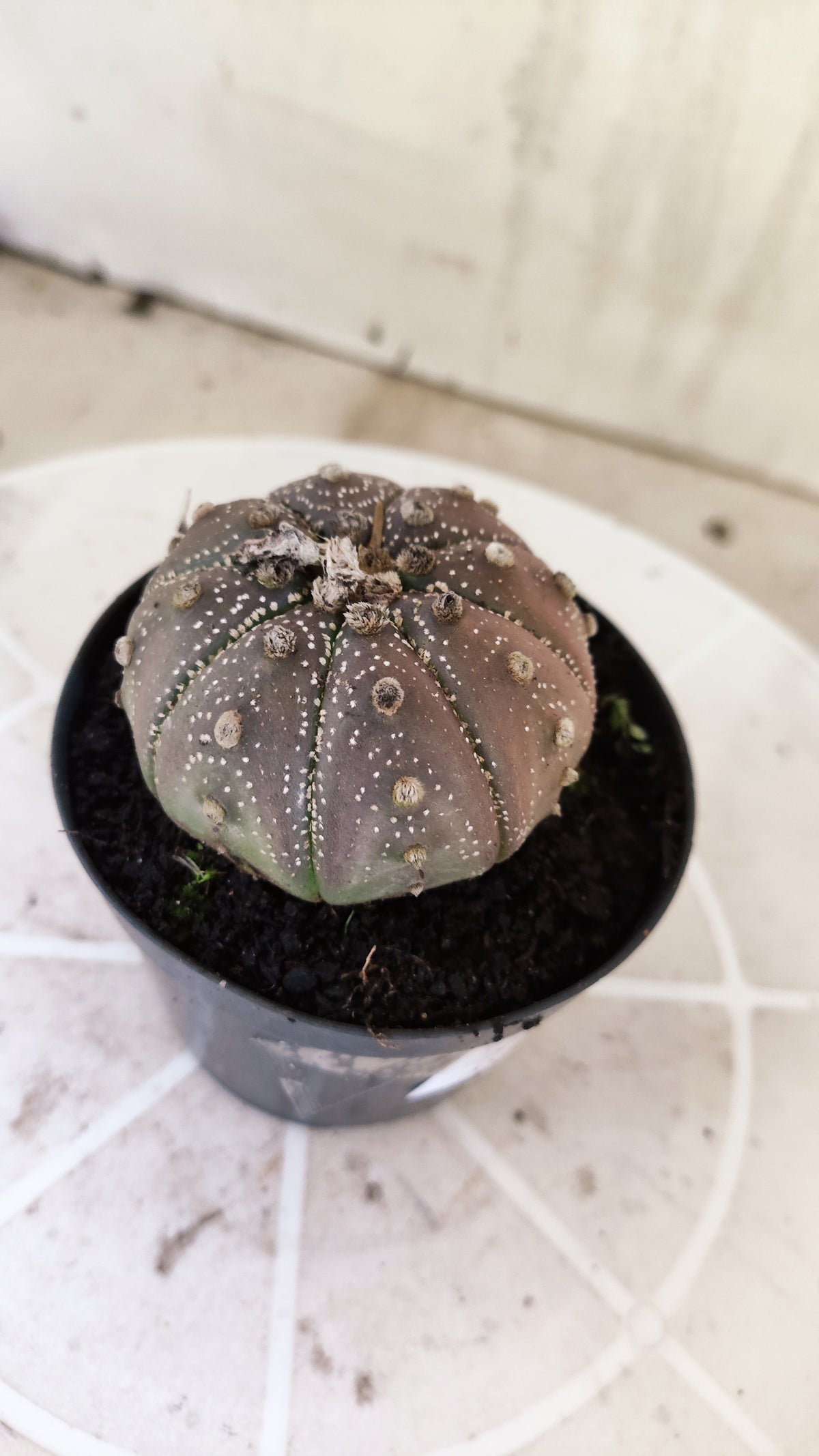 ASTROPHYTUM ASTERIAS “Purple”  Nº 1138 – vaso 09