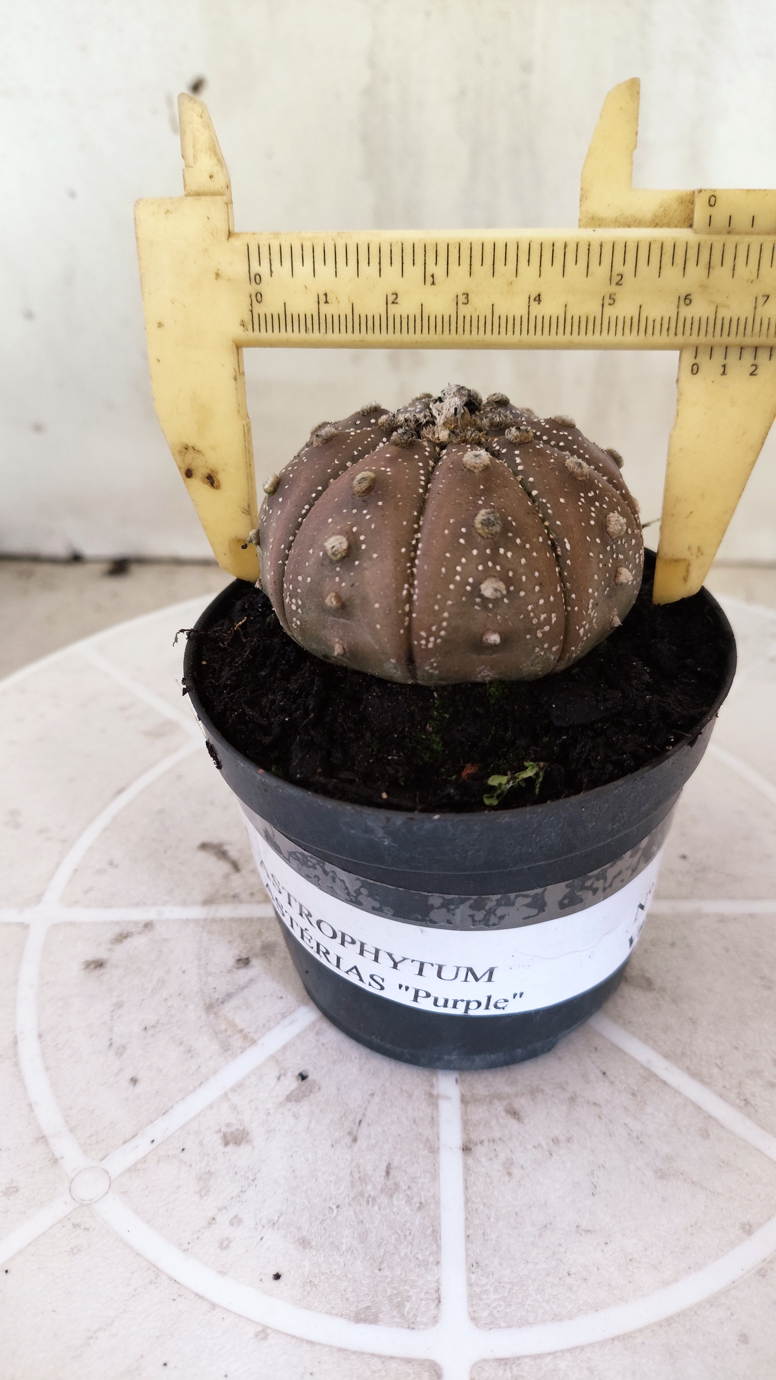 ASTROPHYTUM ASTERIAS “Purple”  Nº 1138 – vaso 09