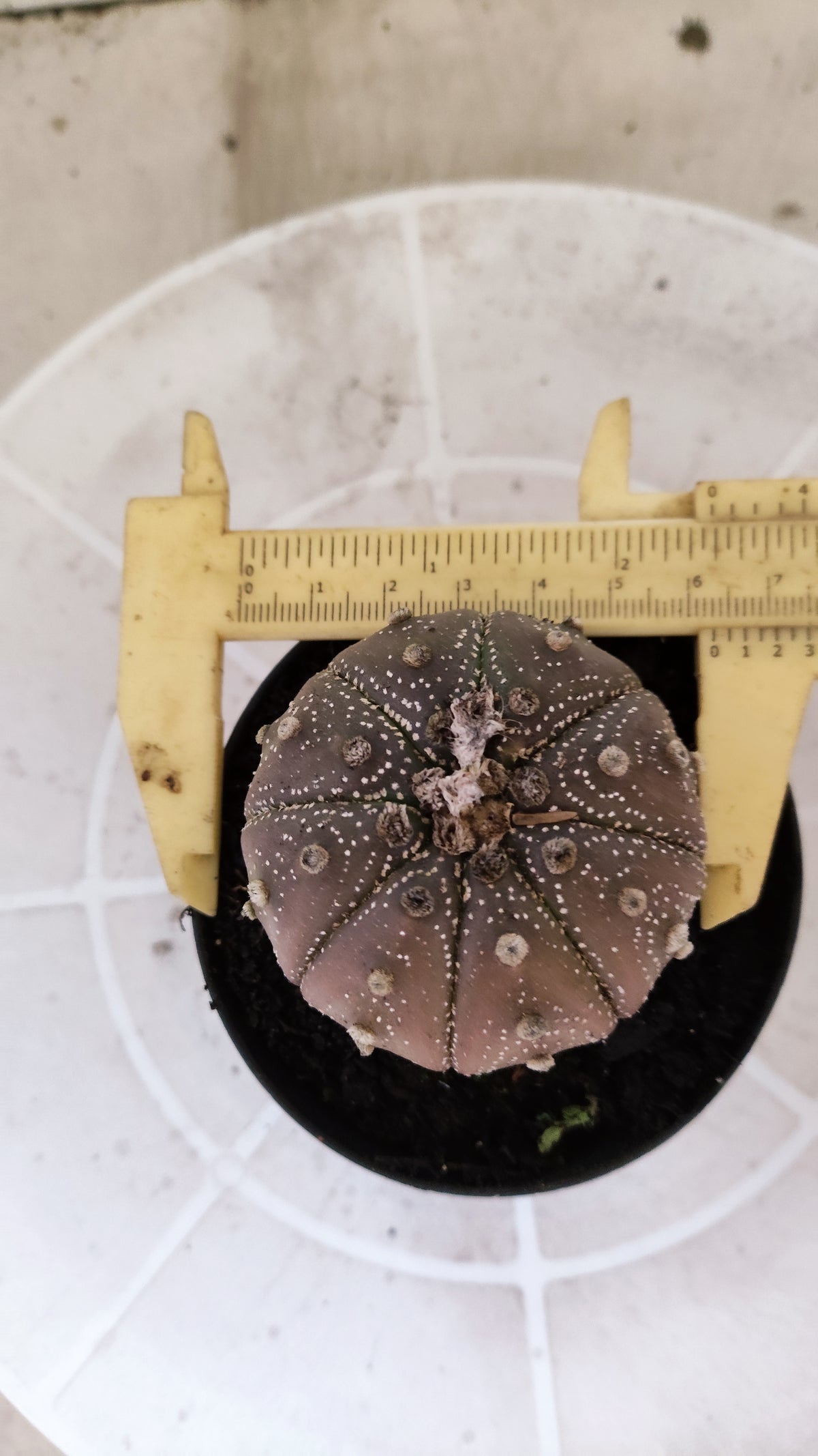 ASTROPHYTUM ASTERIAS “Purple”  Nº 1138 – vaso 09