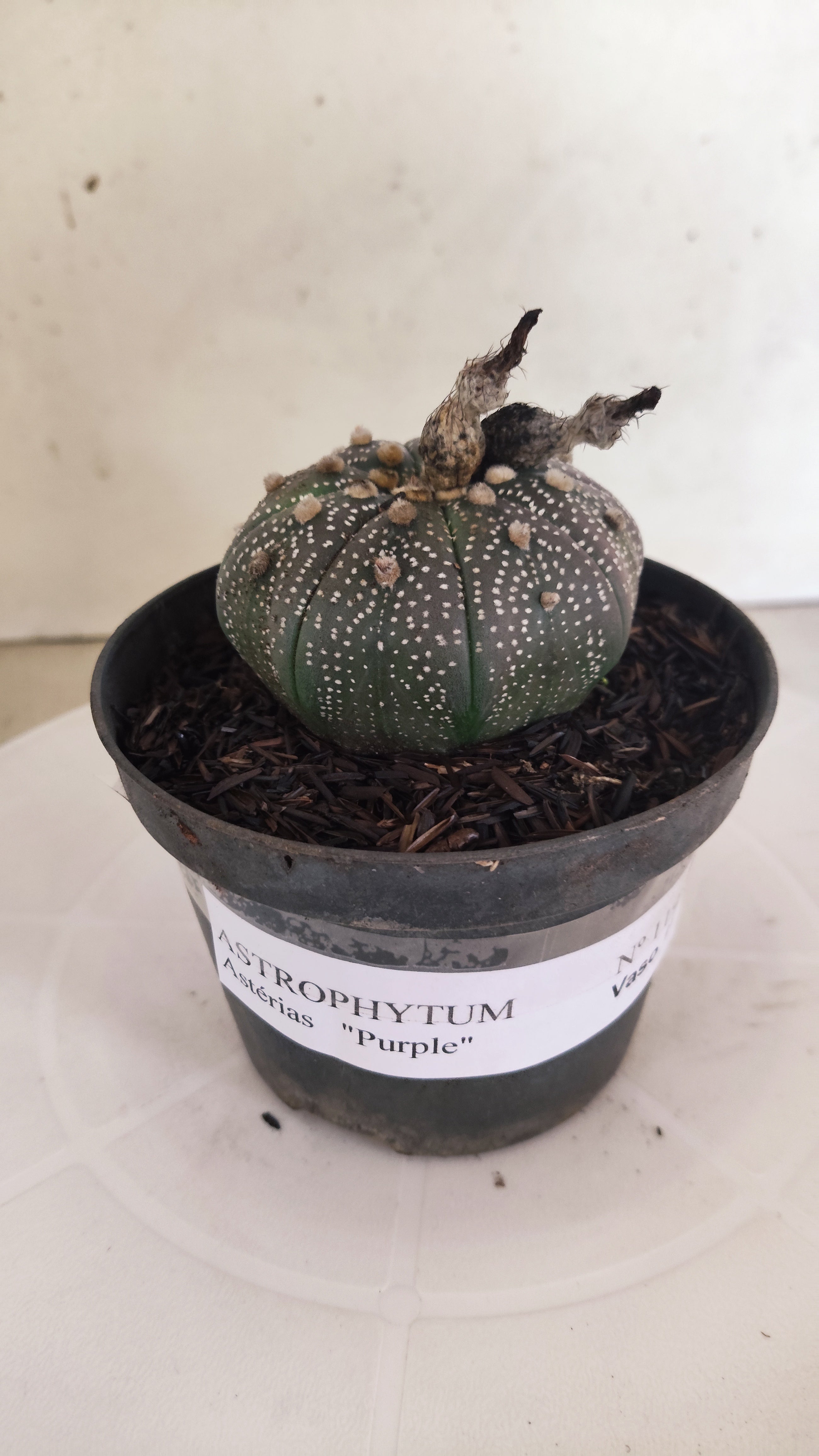ASTROPHYTUM ASTERIAS “Purple”  Nº 1195 – vaso 11