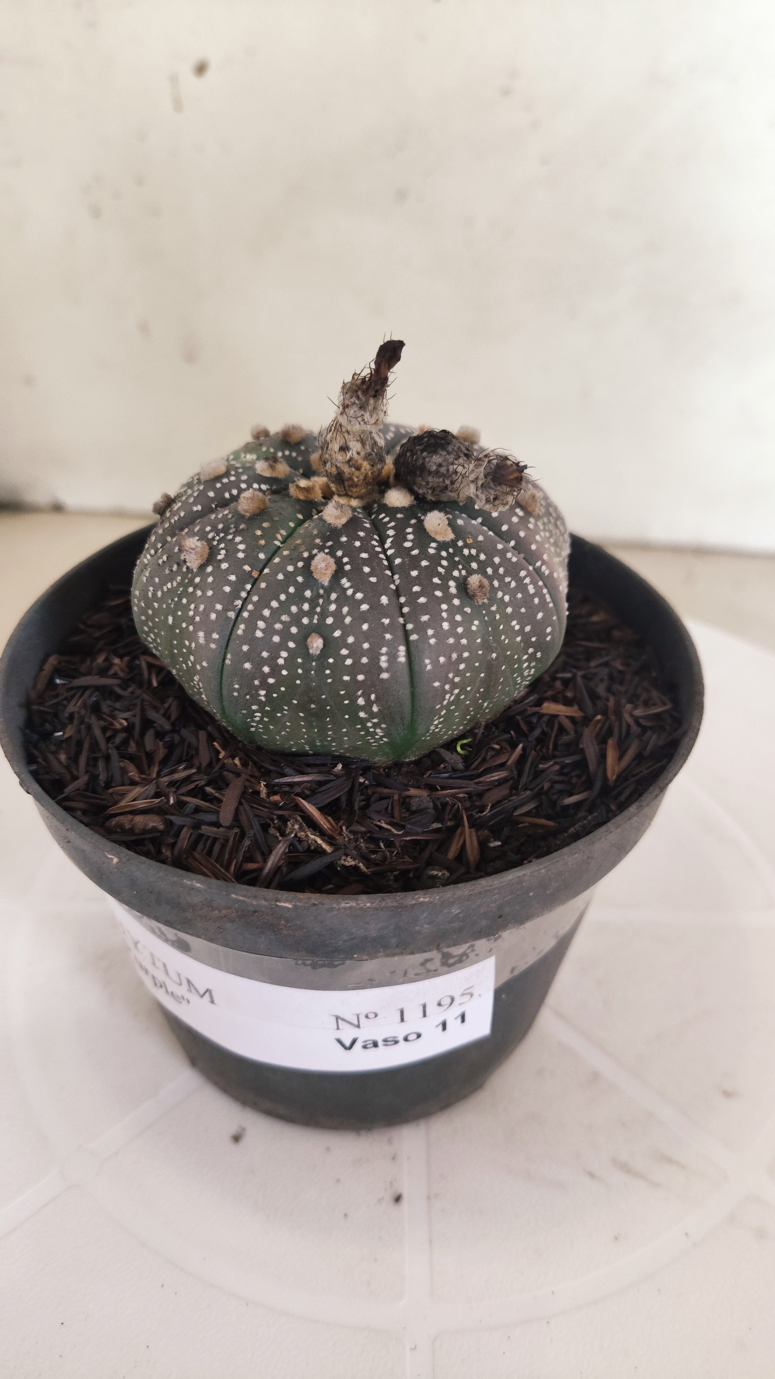 ASTROPHYTUM ASTERIAS “Purple”  Nº 1195 – vaso 11