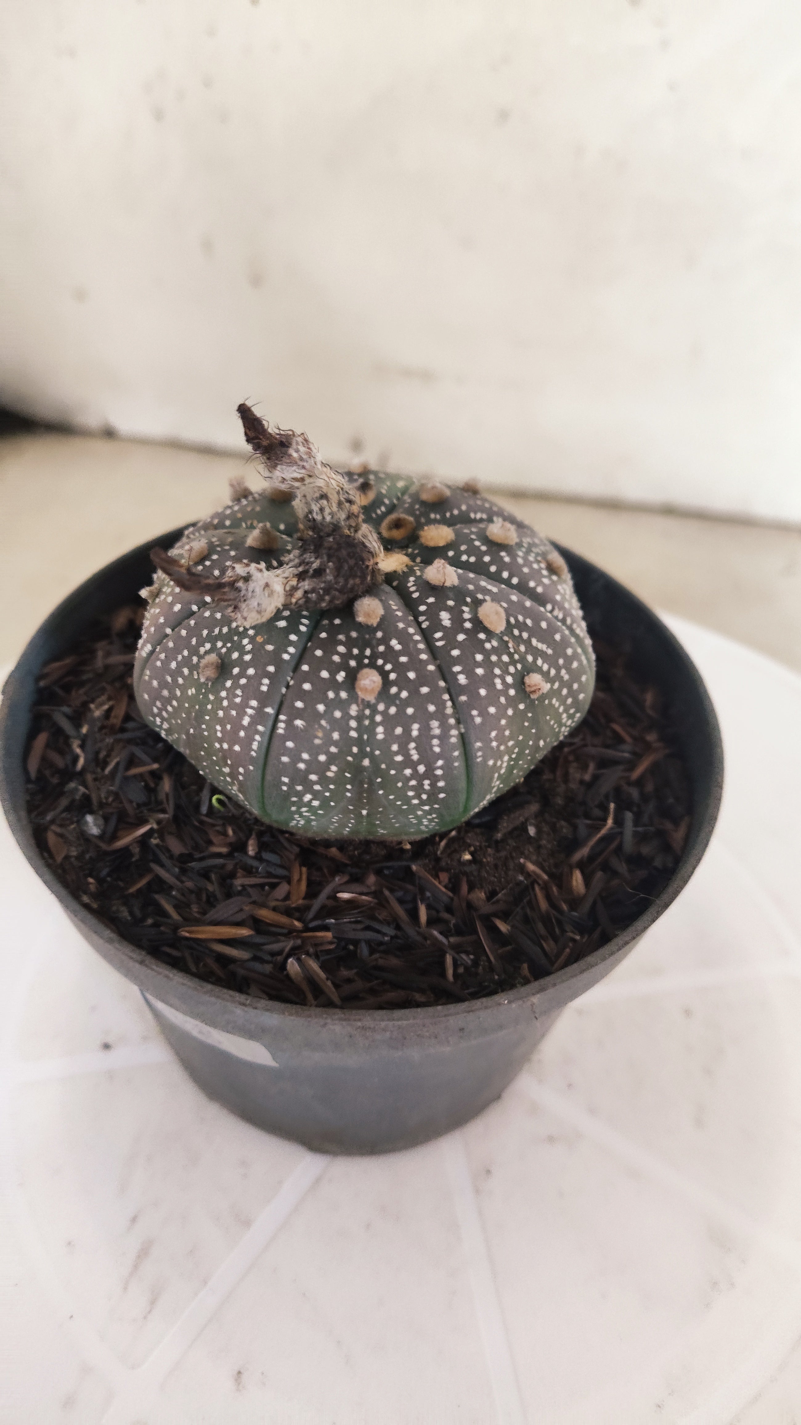 ASTROPHYTUM ASTERIAS “Purple”  Nº 1195 – vaso 11