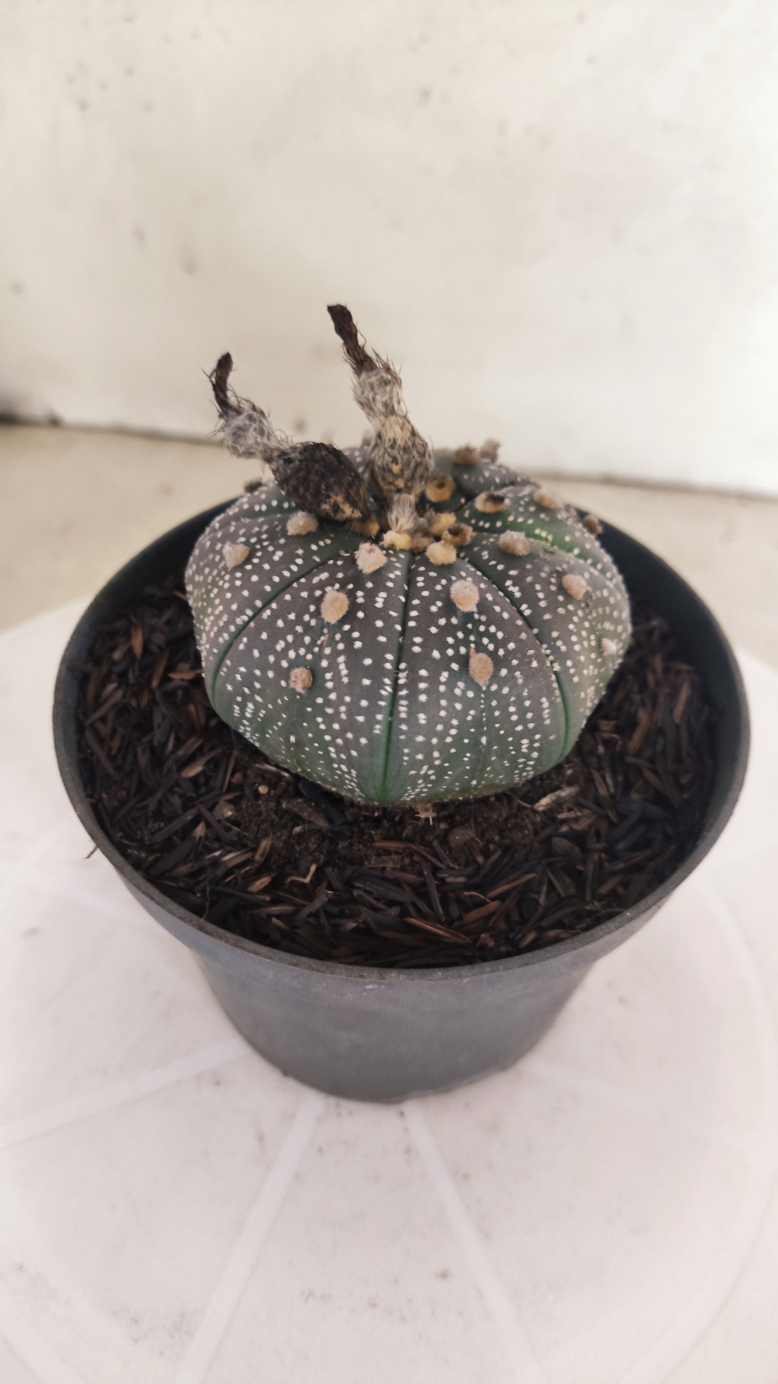 ASTROPHYTUM ASTERIAS “Purple”  Nº 1195 – vaso 11