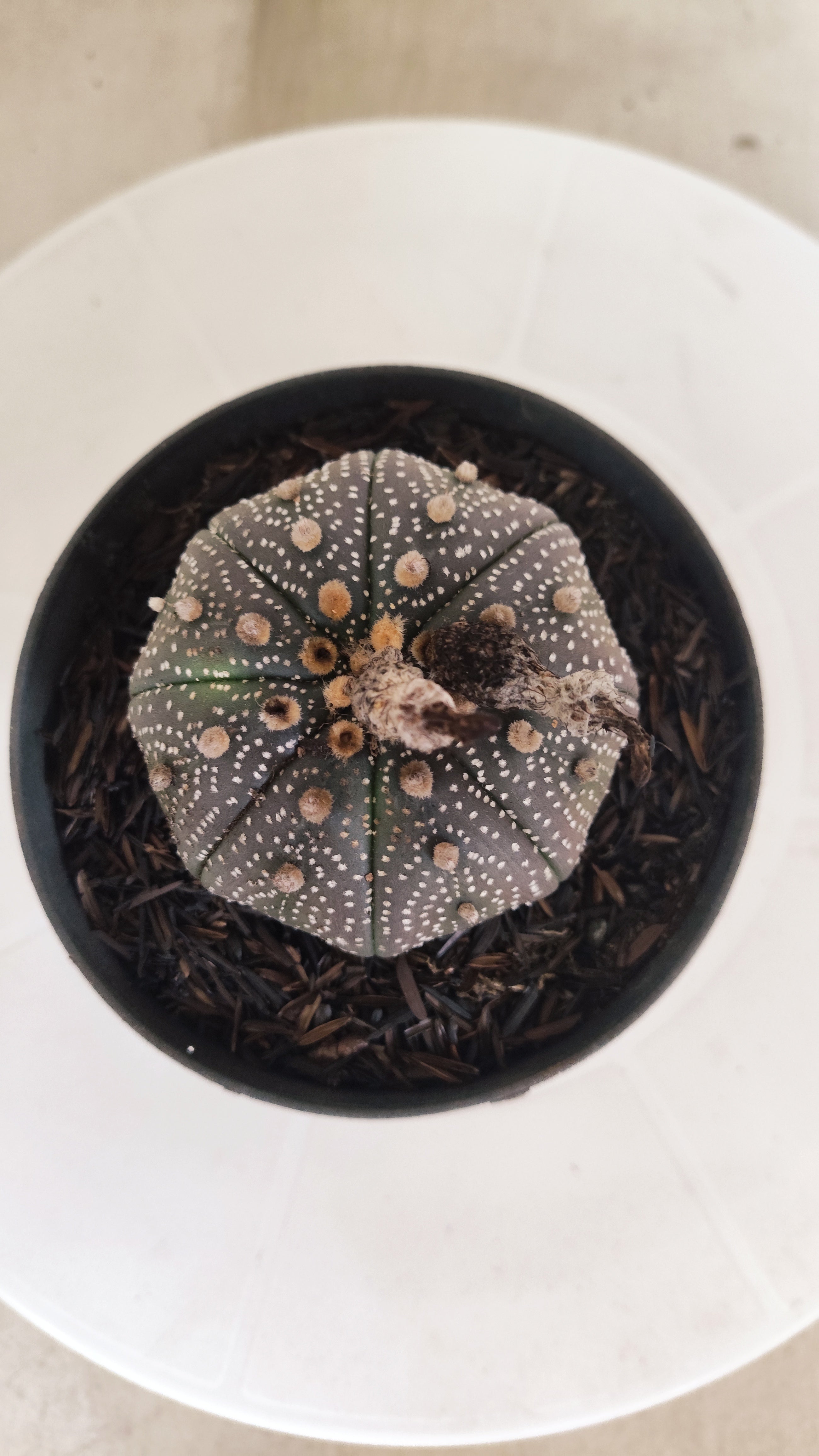 ASTROPHYTUM ASTERIAS “Purple”  Nº 1195 – vaso 11