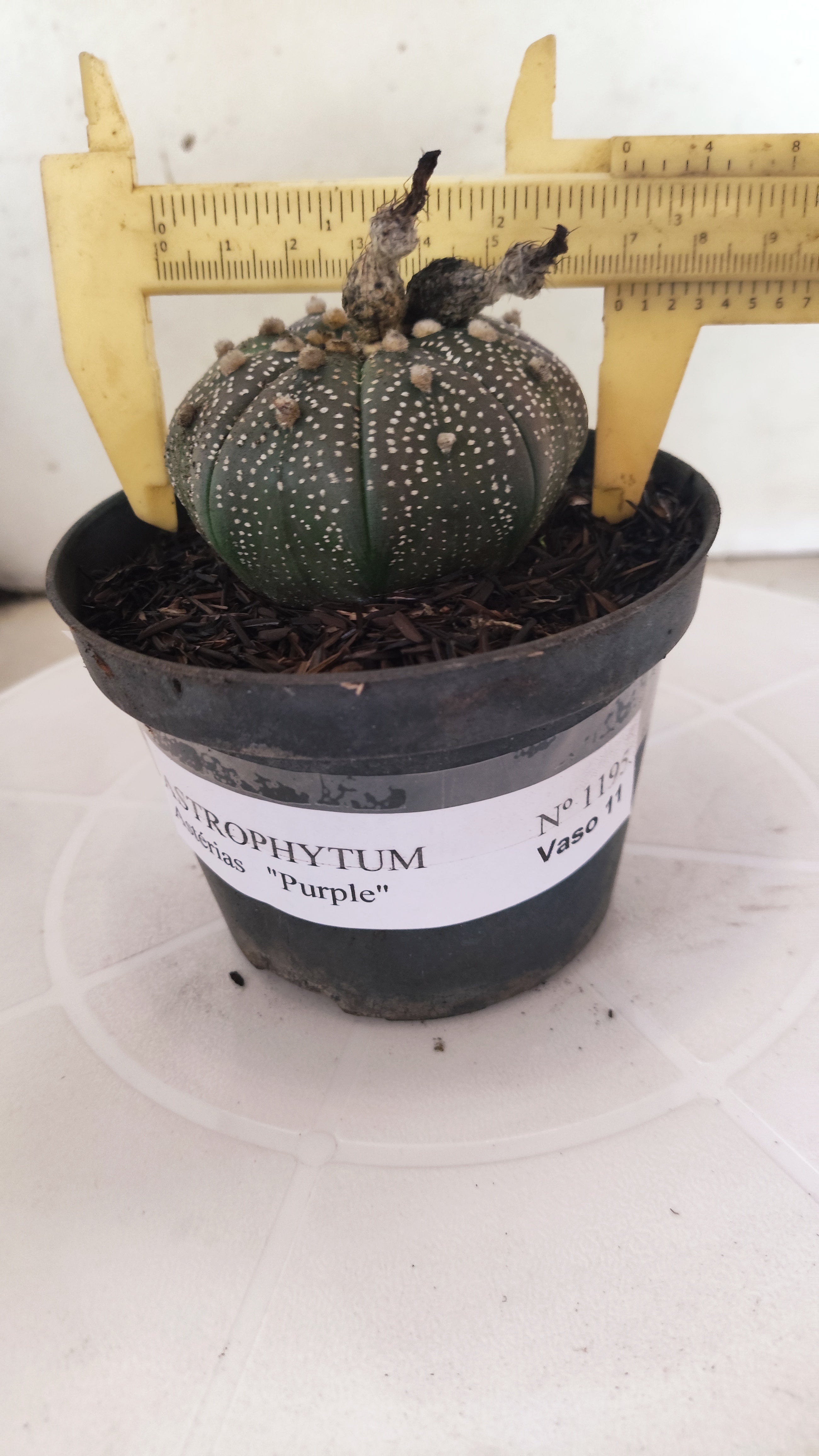 ASTROPHYTUM ASTERIAS “Purple”  Nº 1195 – vaso 11