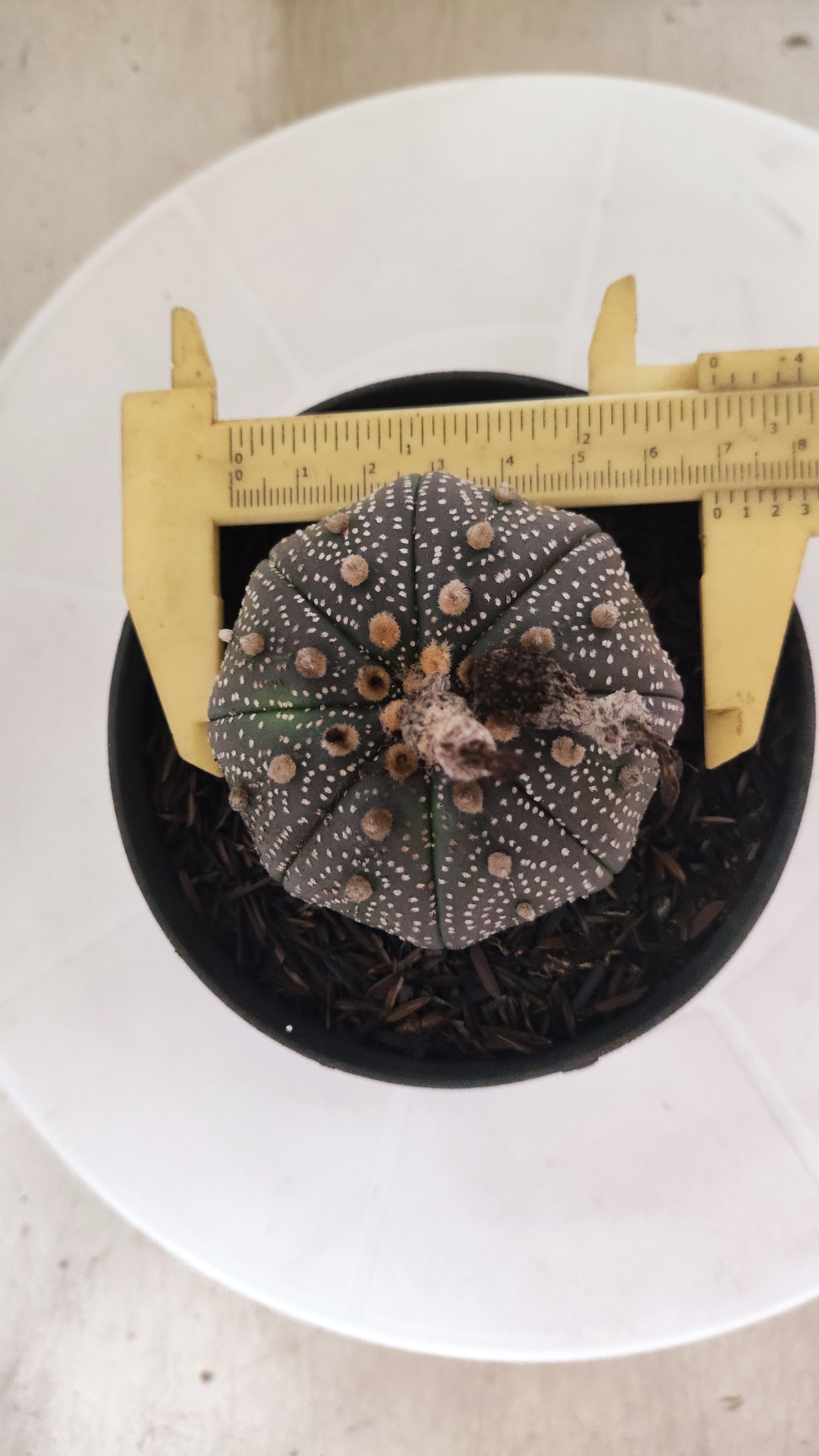 ASTROPHYTUM ASTERIAS “Purple”  Nº 1195 – vaso 11