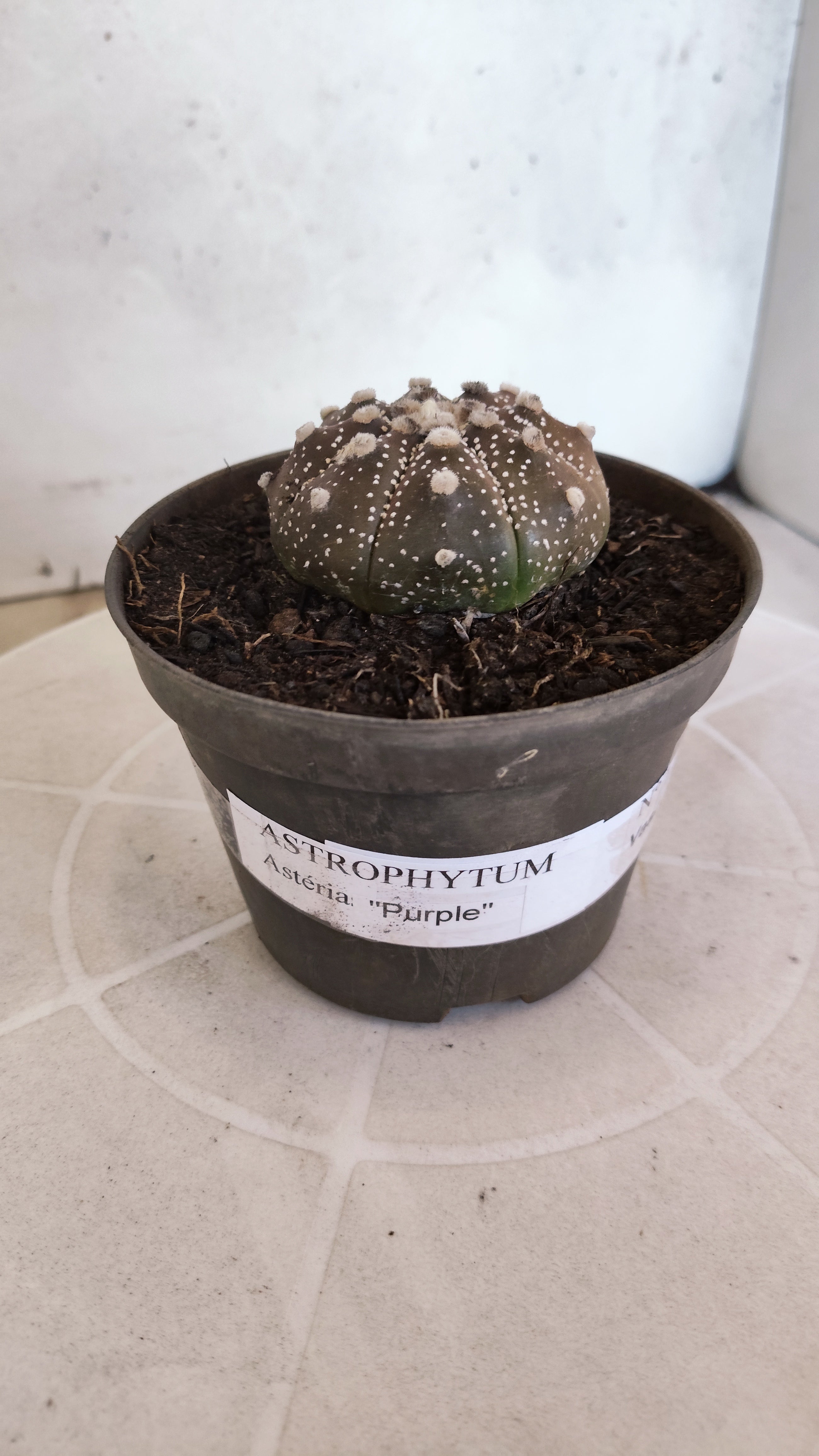 ASTROPHYTUM ASTERIAS “Purple”  Nº 1196 – vaso 11