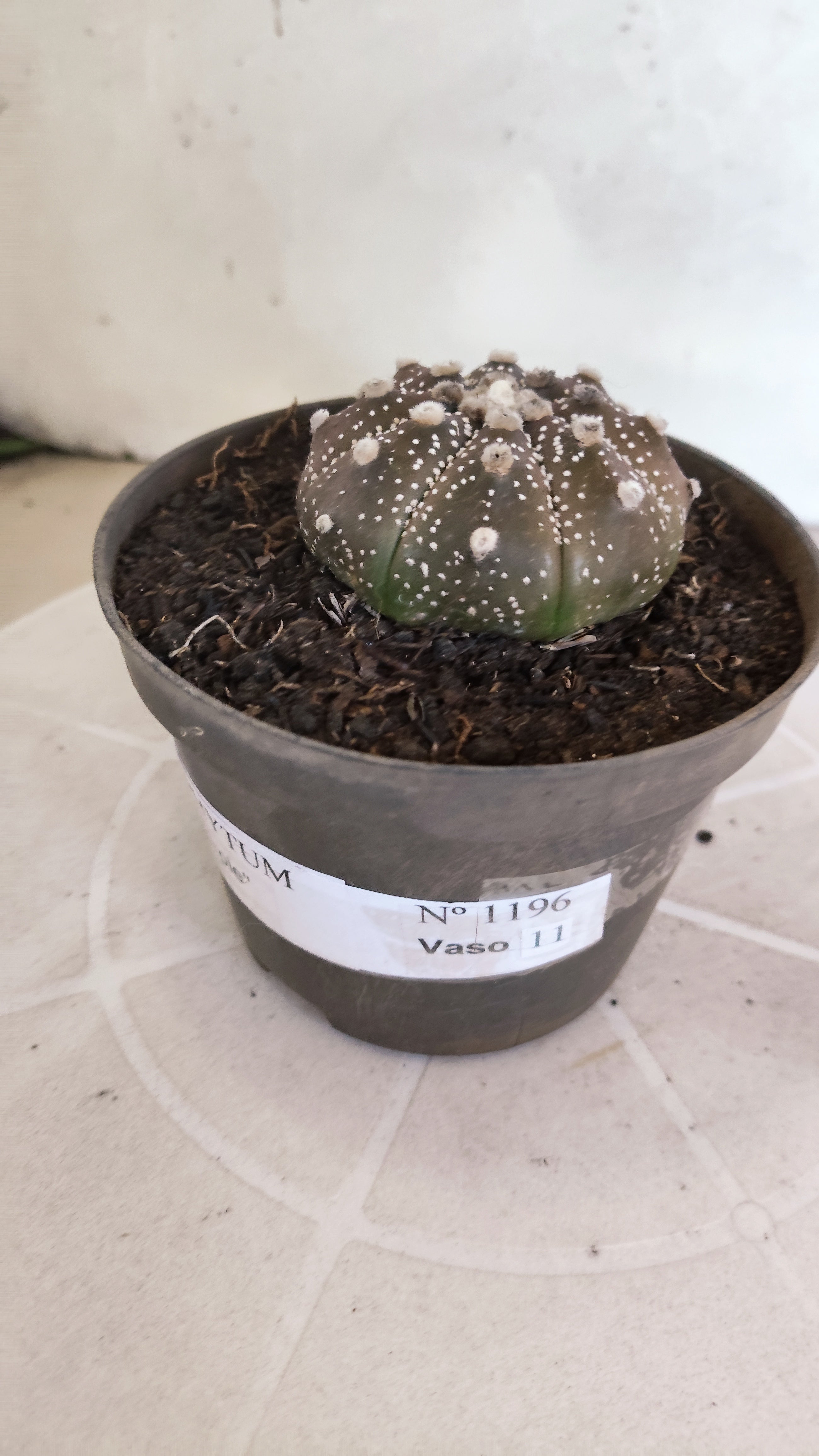 ASTROPHYTUM ASTERIAS “Purple”  Nº 1196 – vaso 11