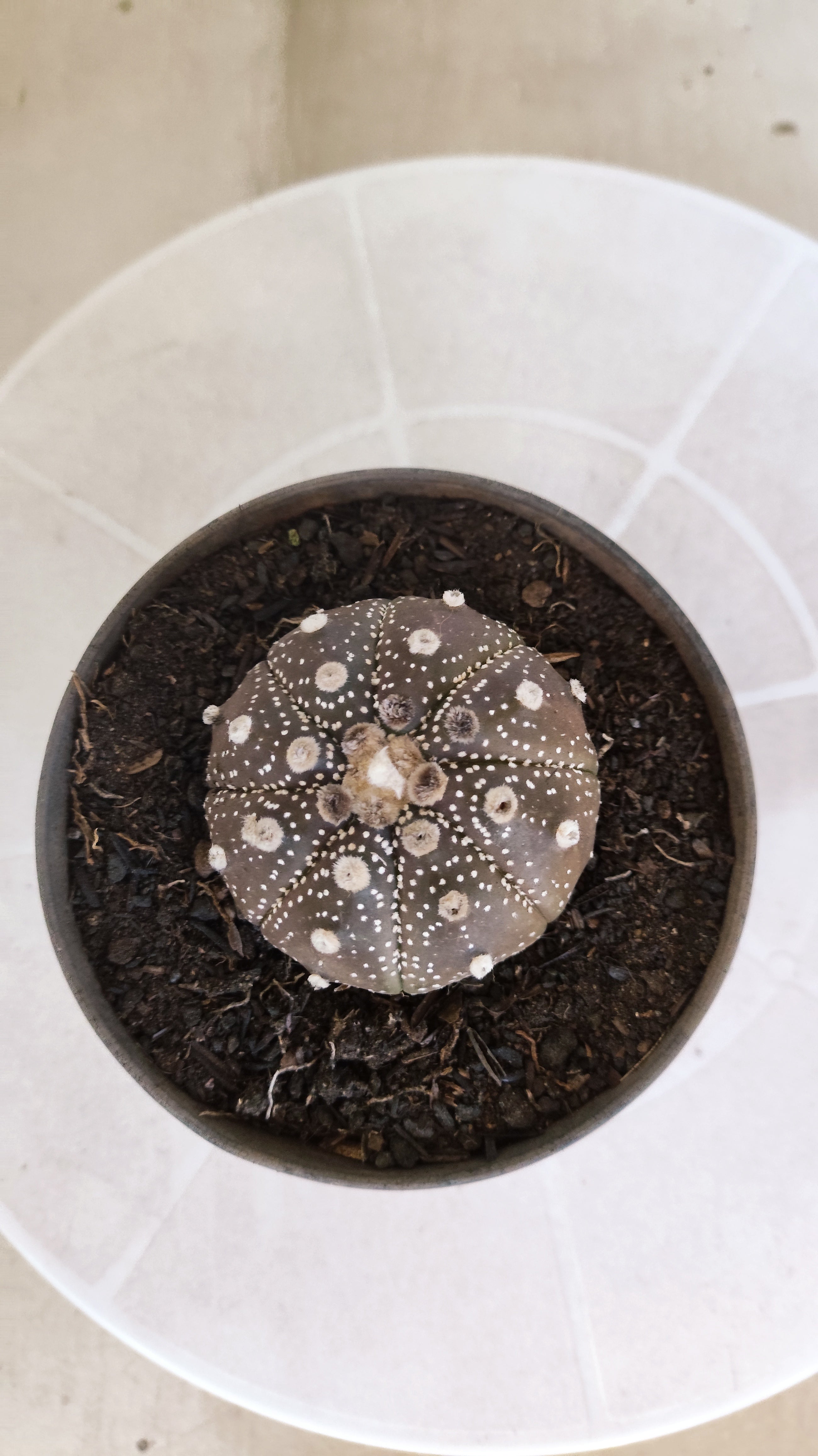ASTROPHYTUM ASTERIAS “Purple”  Nº 1196 – vaso 11