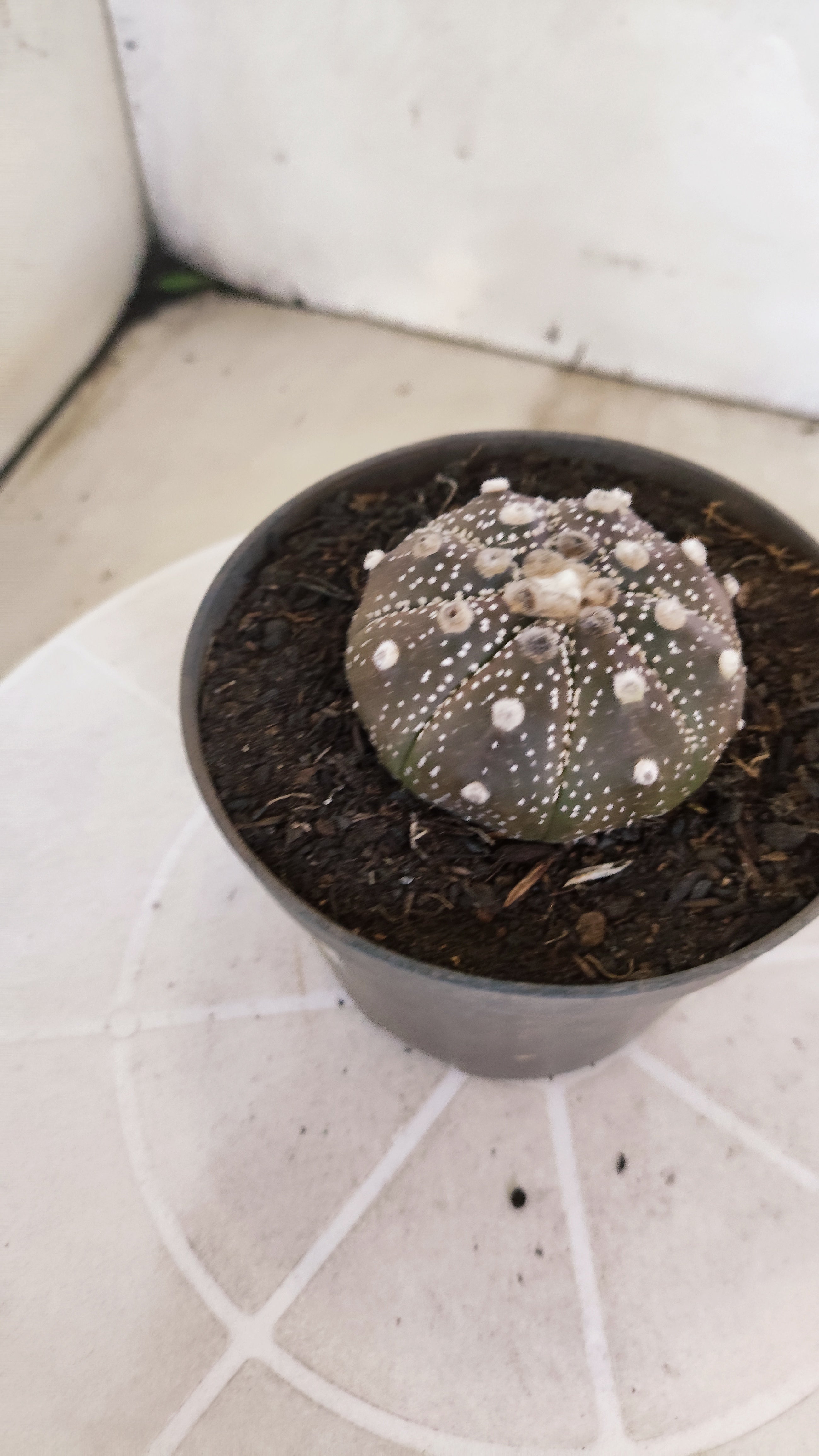 ASTROPHYTUM ASTERIAS “Purple”  Nº 1196 – vaso 11