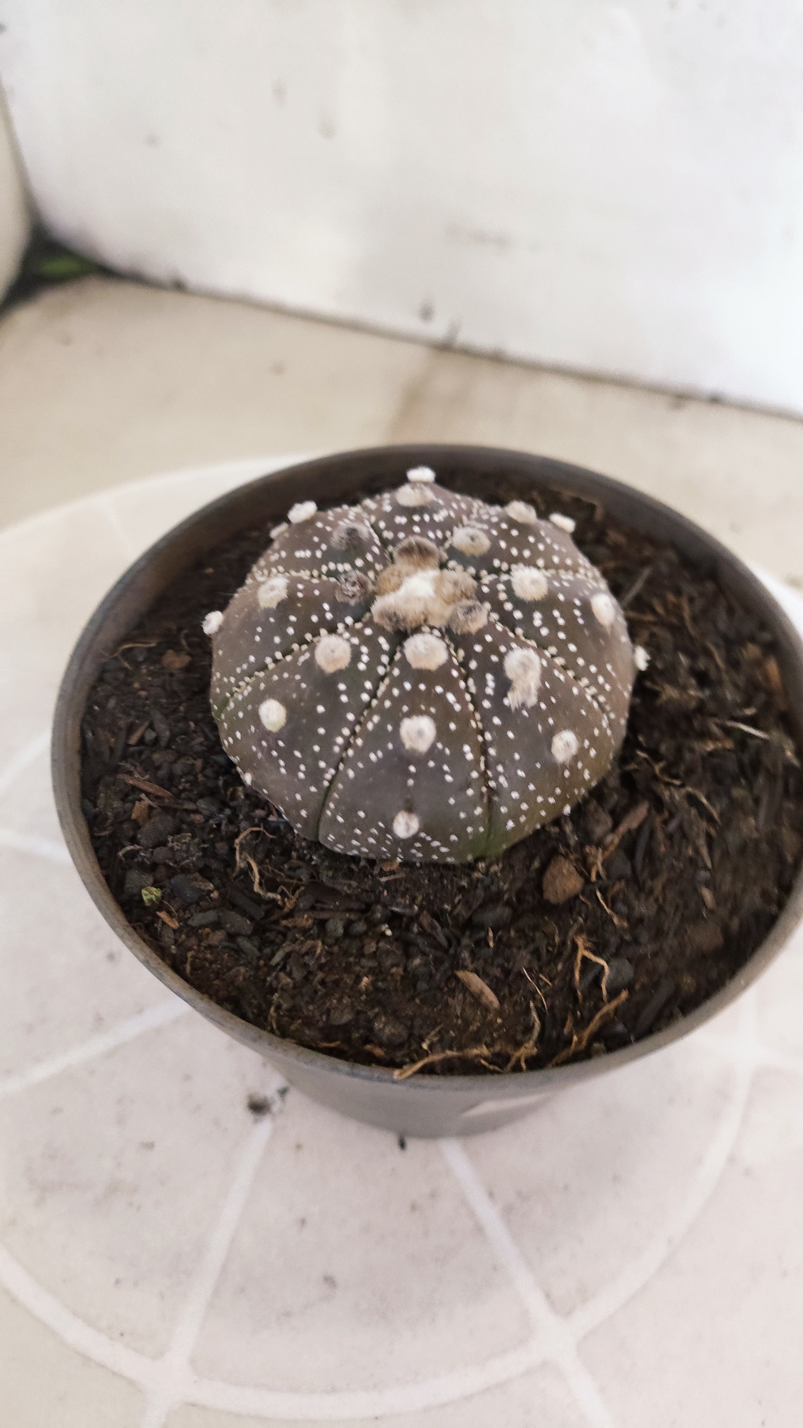 ASTROPHYTUM ASTERIAS “Purple”  Nº 1196 – vaso 11