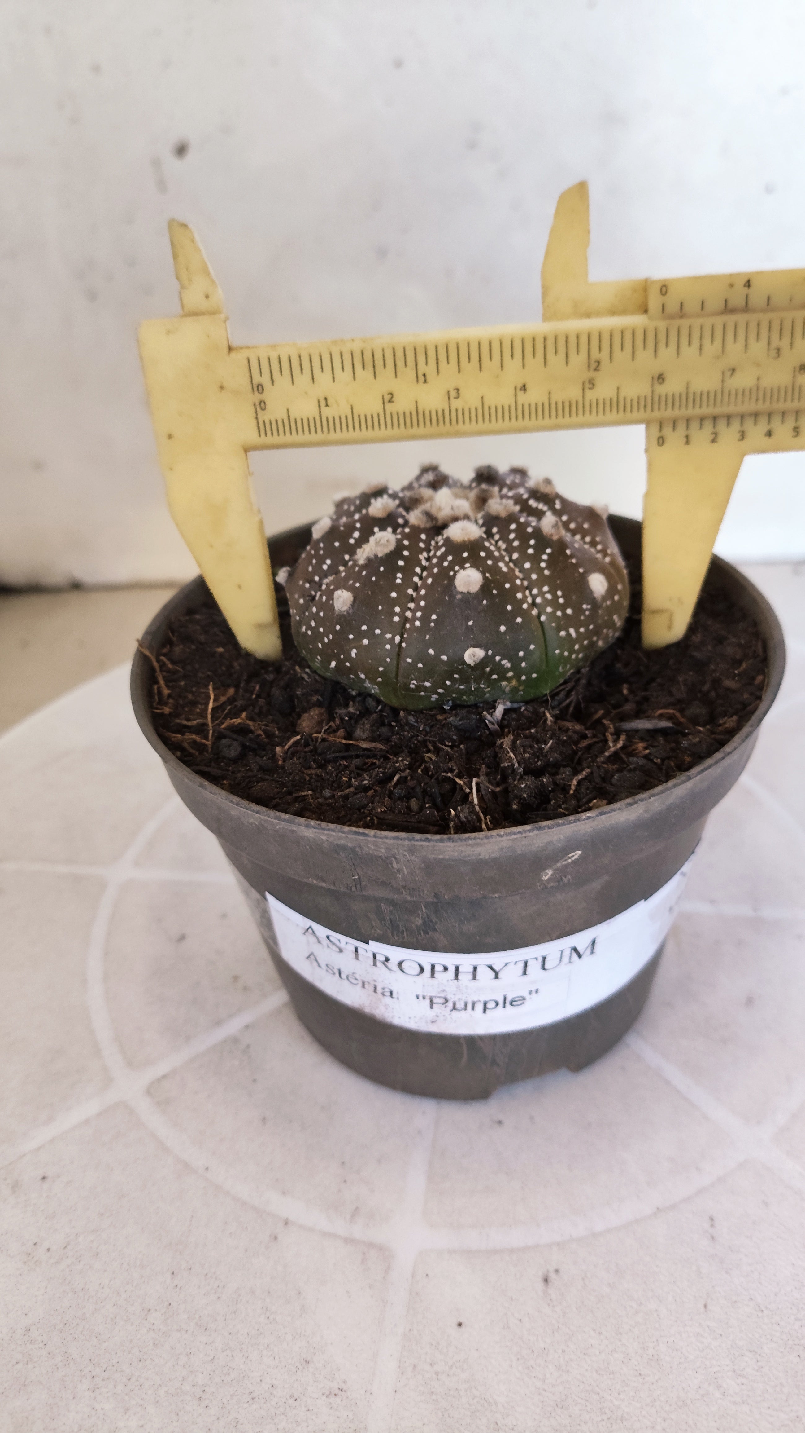 ASTROPHYTUM ASTERIAS “Purple”  Nº 1196 – vaso 11