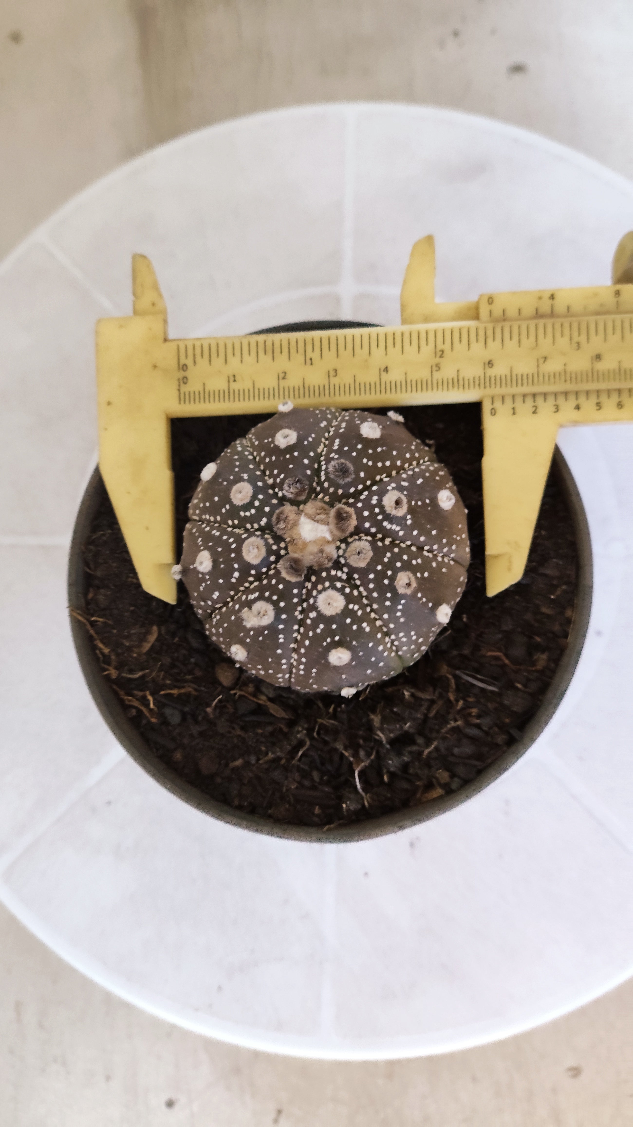 ASTROPHYTUM ASTERIAS “Purple”  Nº 1196 – vaso 11