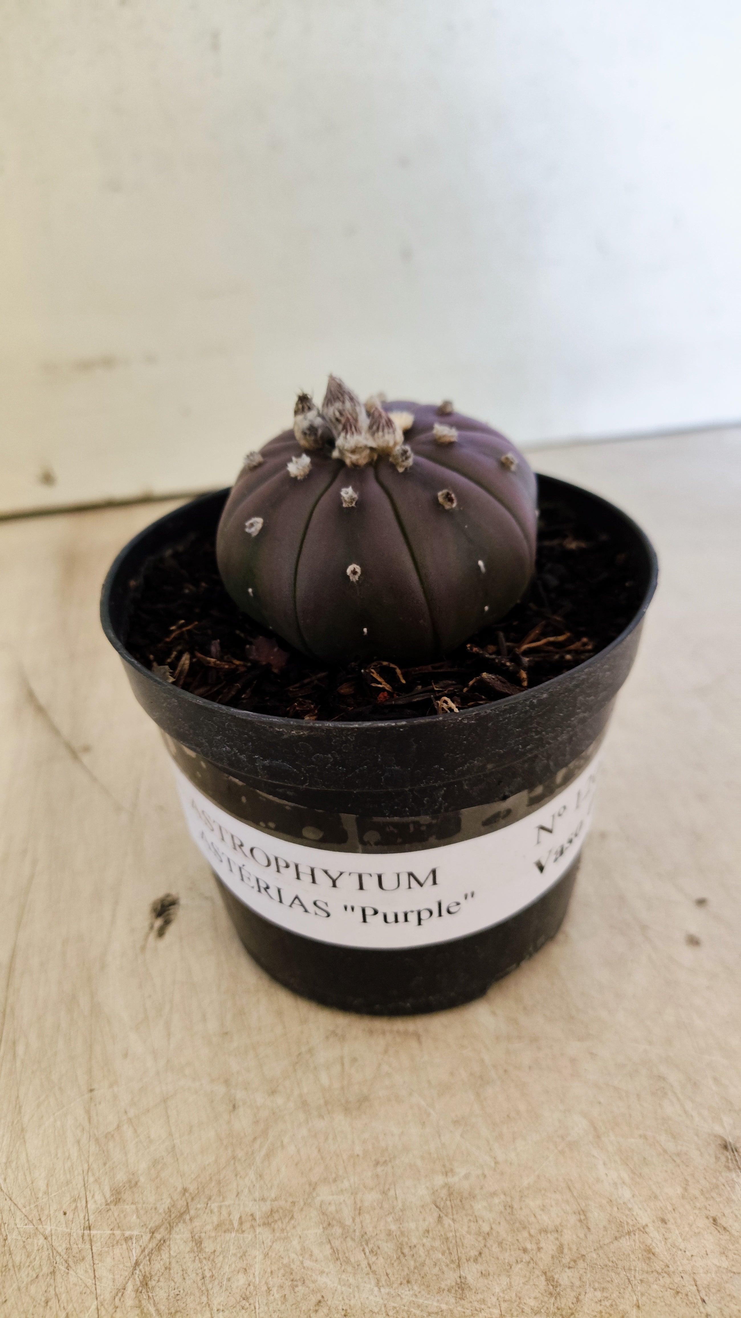 ASTROPHYTUM ASTERIAS “Purple”  Nº 1202 – vaso 09