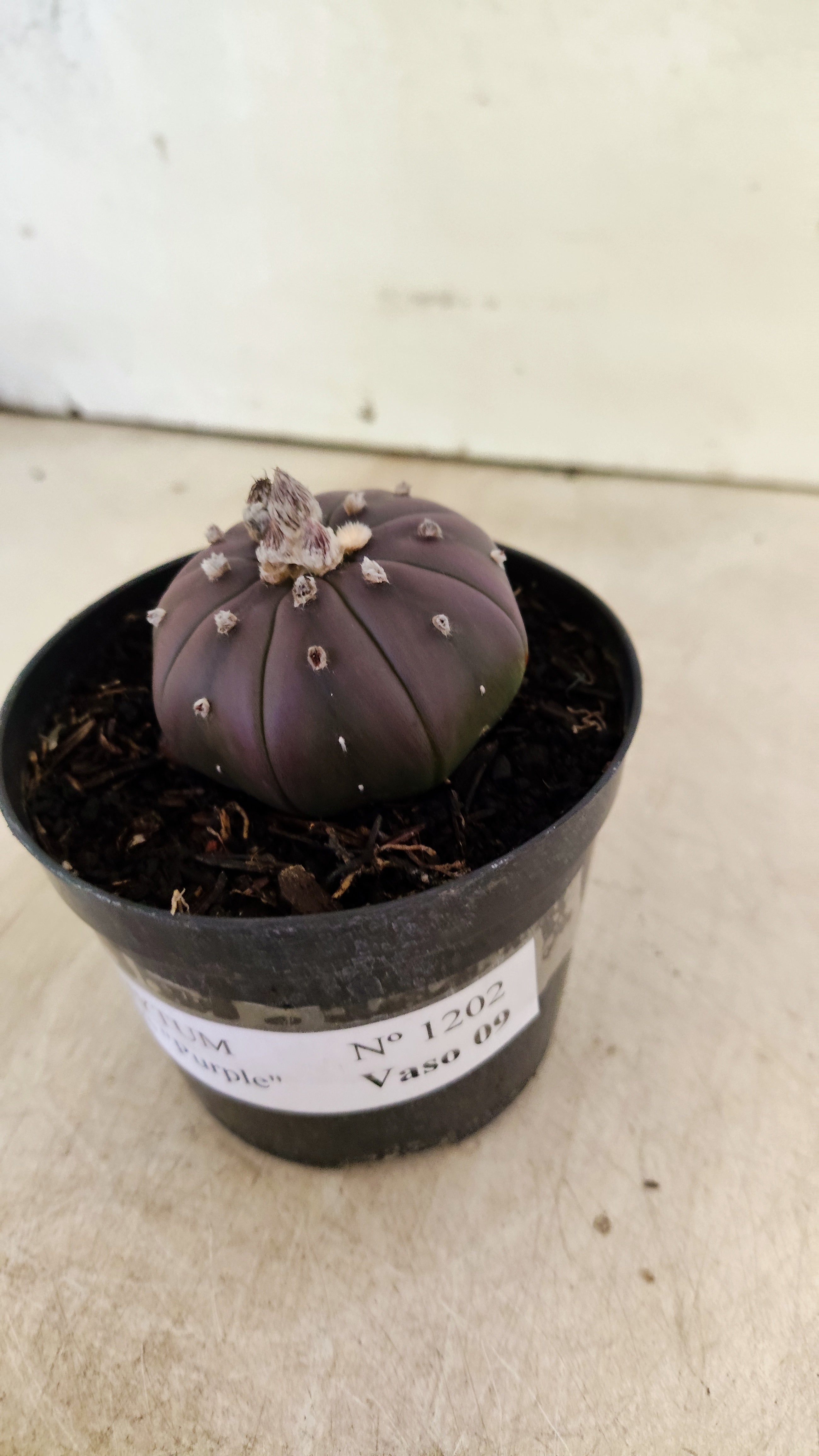 ASTROPHYTUM ASTERIAS “Purple”  Nº 1202 – vaso 09