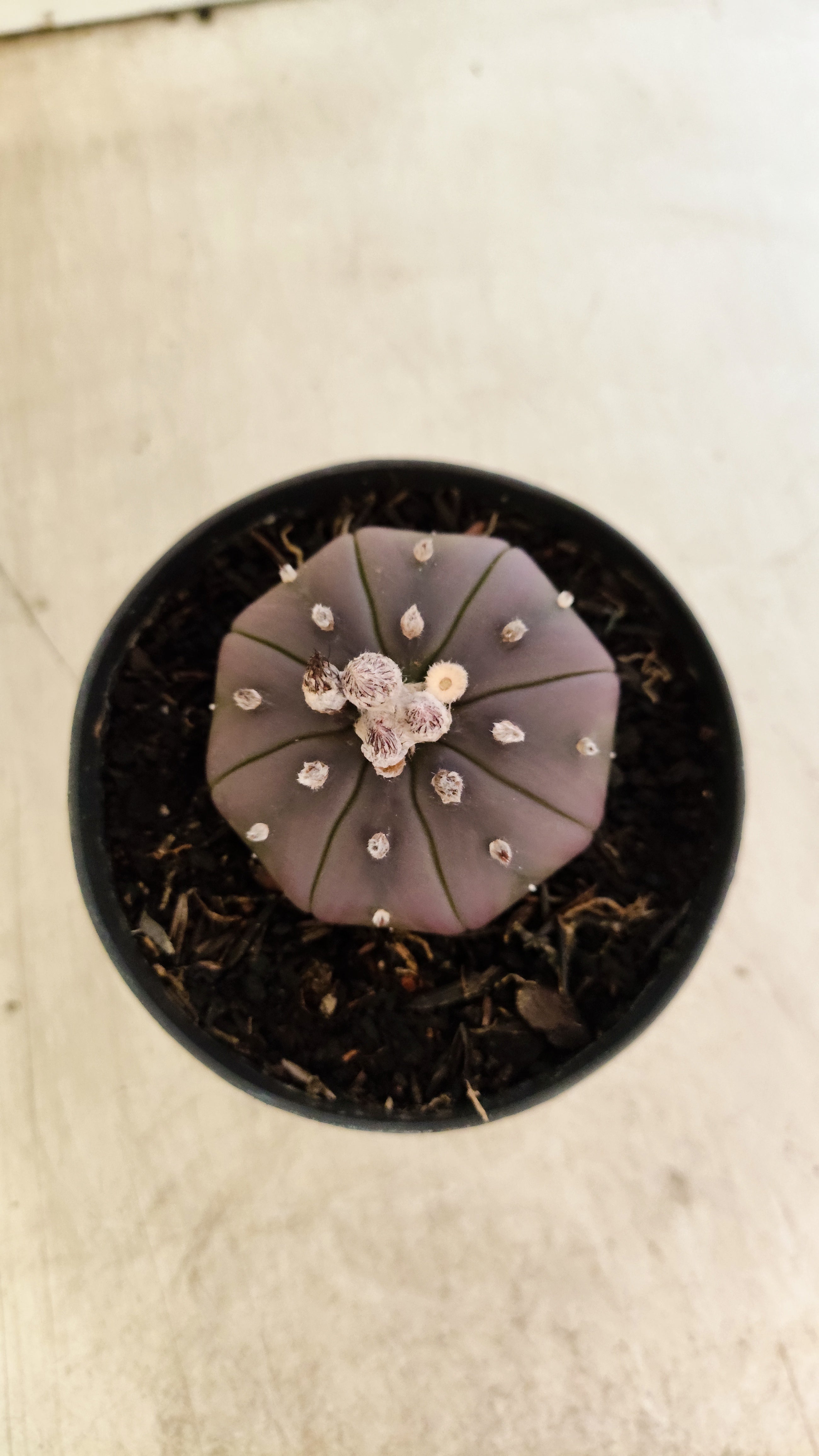 ASTROPHYTUM ASTERIAS “Purple”  Nº 1202 – vaso 09