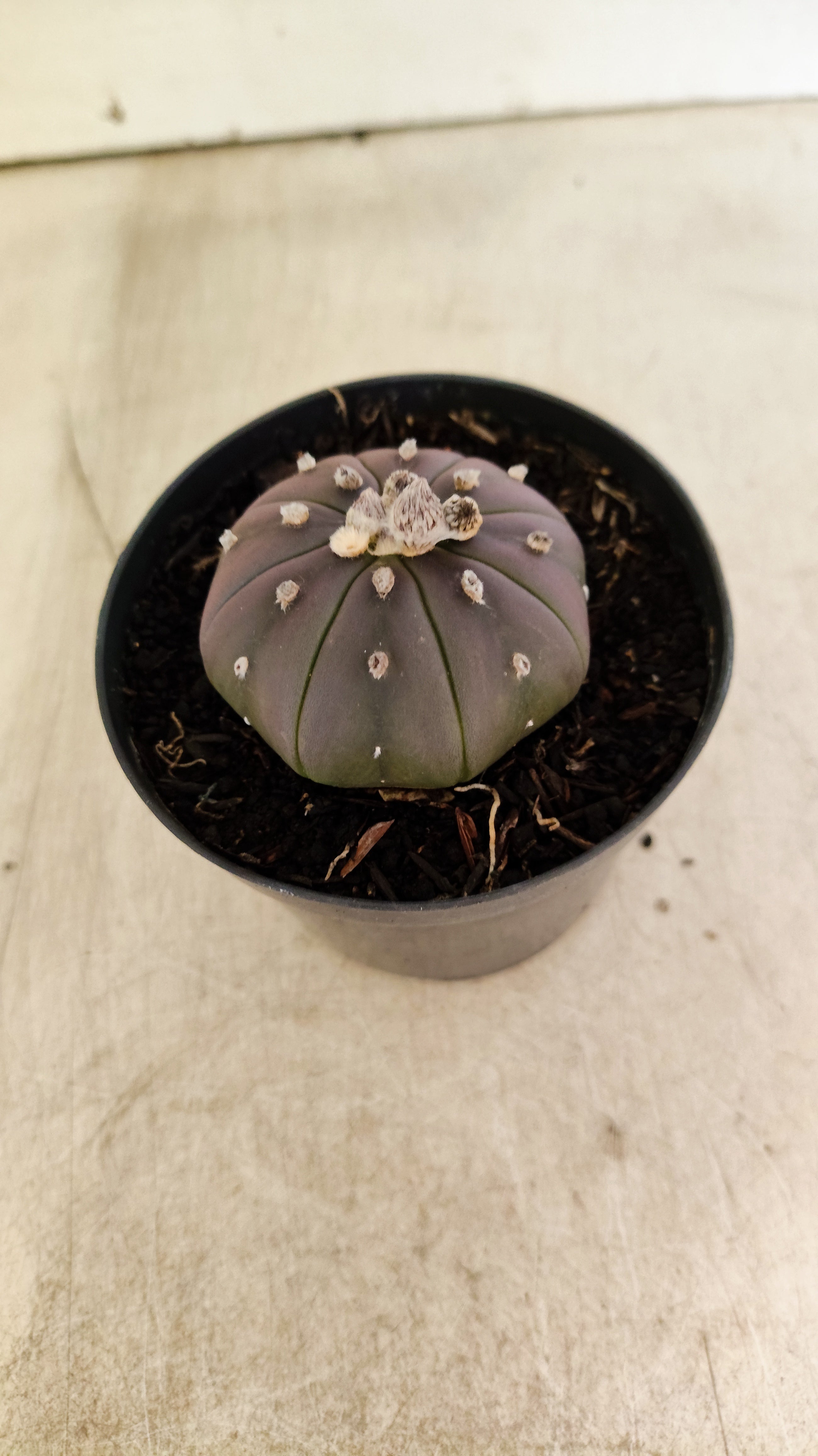 ASTROPHYTUM ASTERIAS “Purple”  Nº 1202 – vaso 09