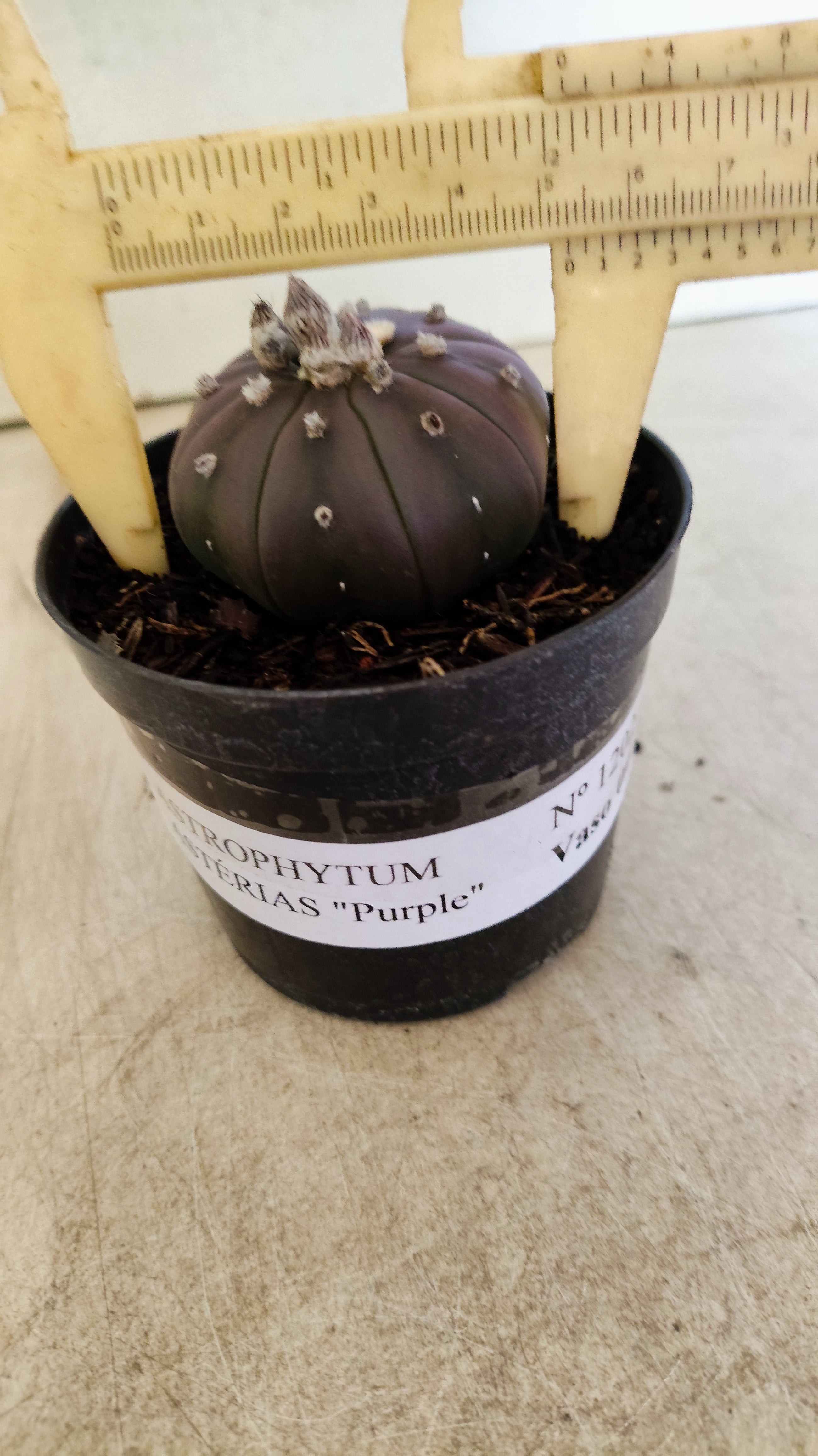 ASTROPHYTUM ASTERIAS “Purple”  Nº 1202 – vaso 09