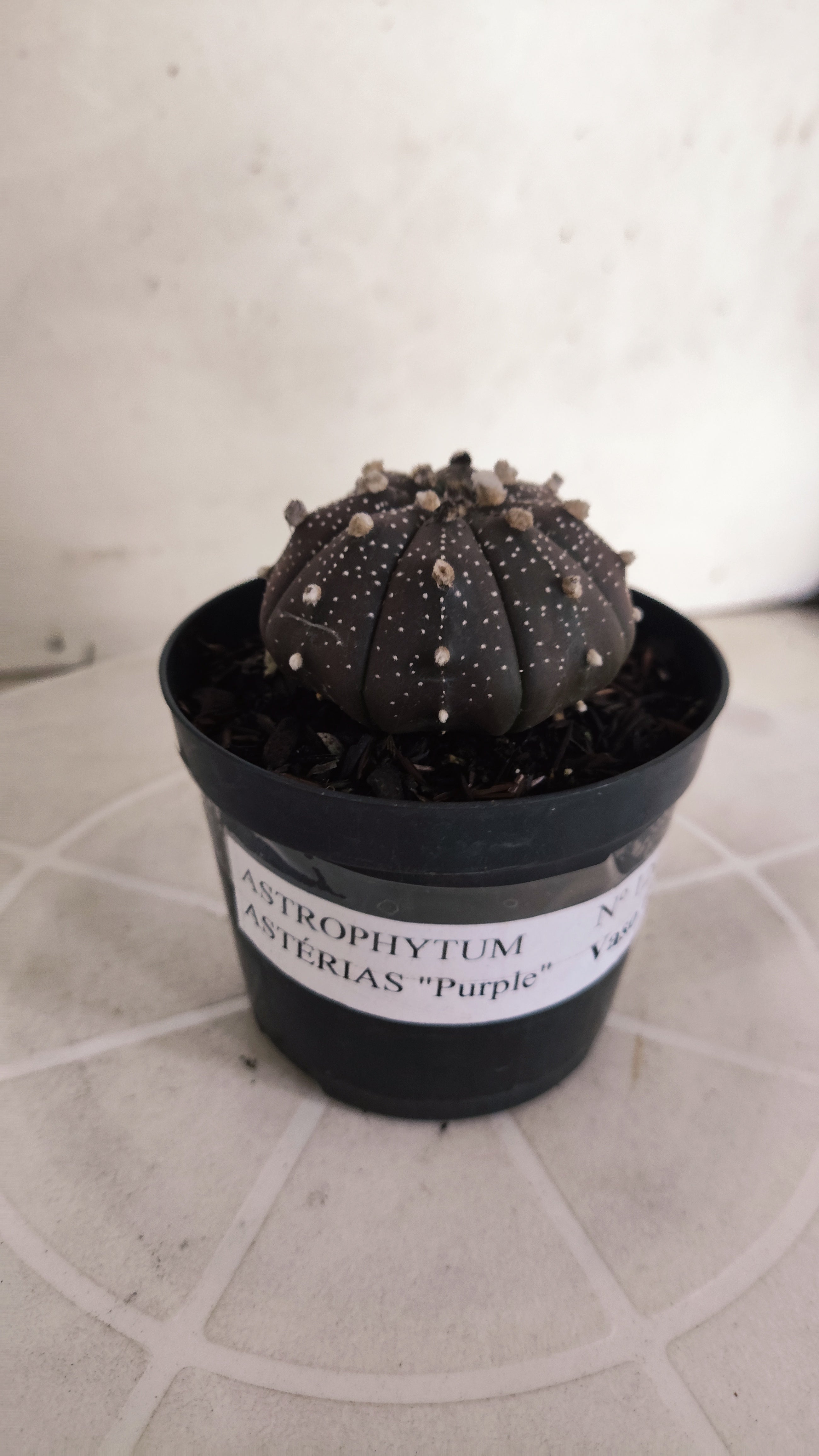 ASTROPHYTUM ASTERIAS “Purple”  Nº 1205 – vaso 09