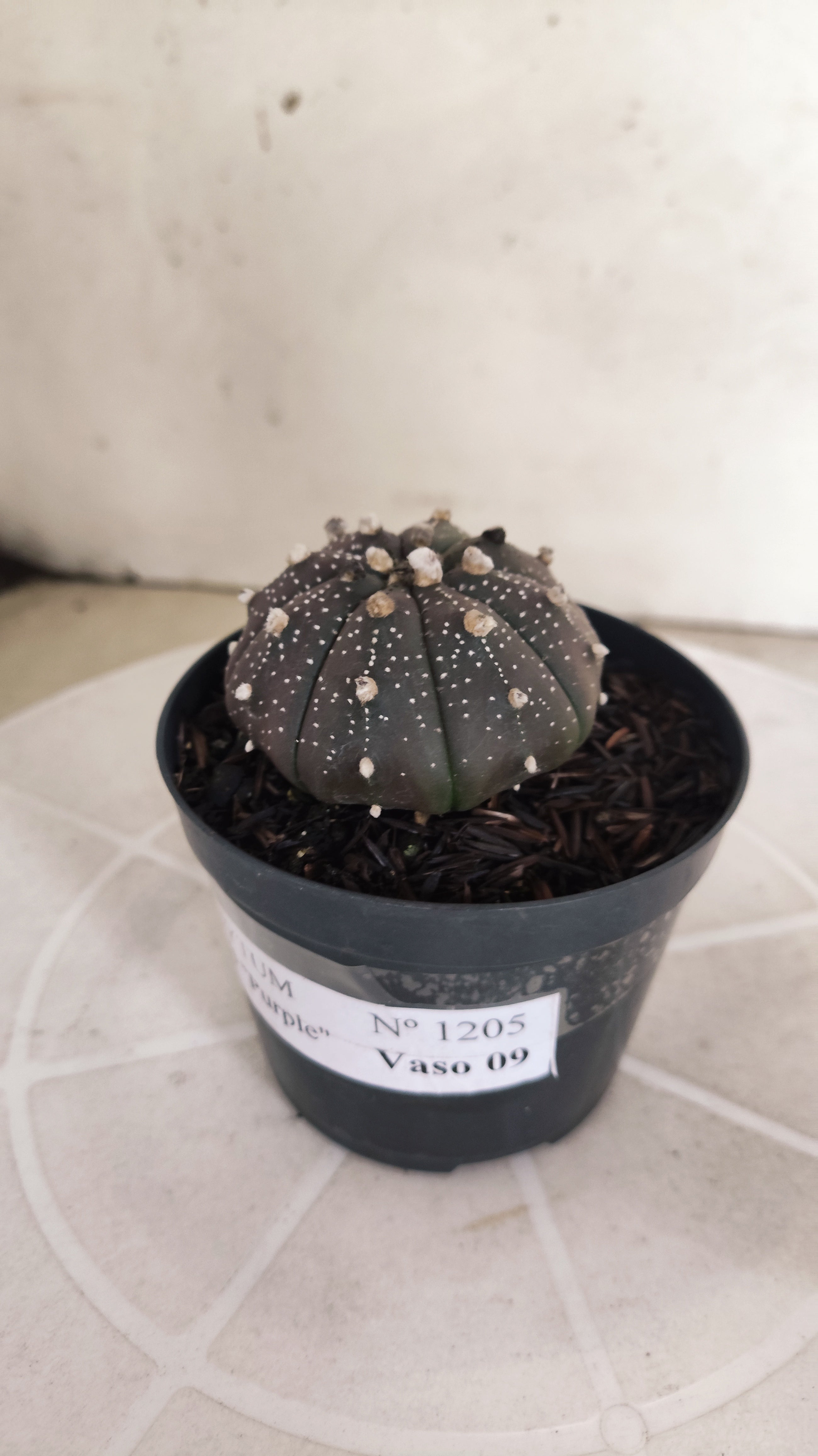 ASTROPHYTUM ASTERIAS “Purple”  Nº 1205 – vaso 09