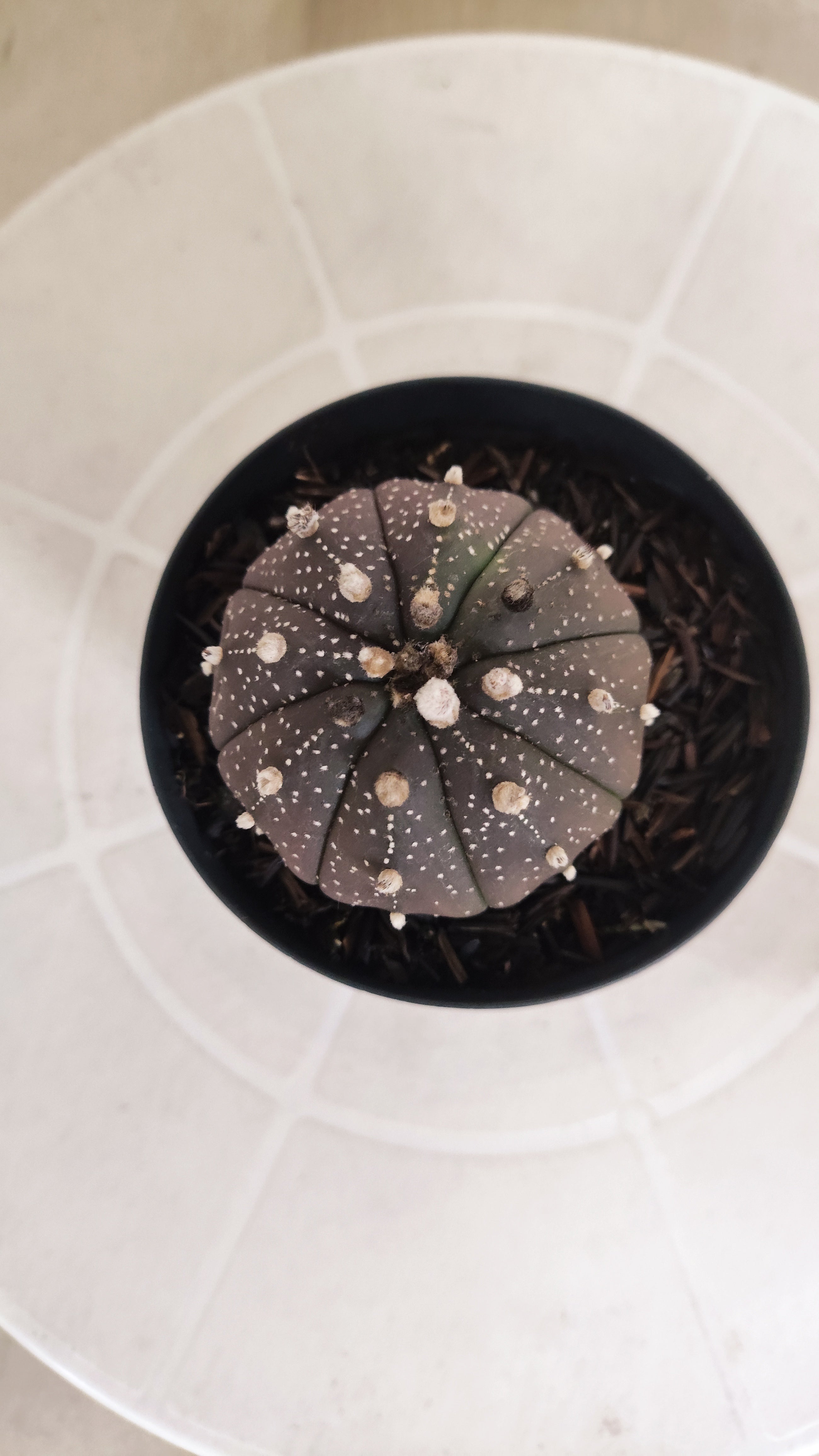 ASTROPHYTUM ASTERIAS “Purple”  Nº 1205 – vaso 09