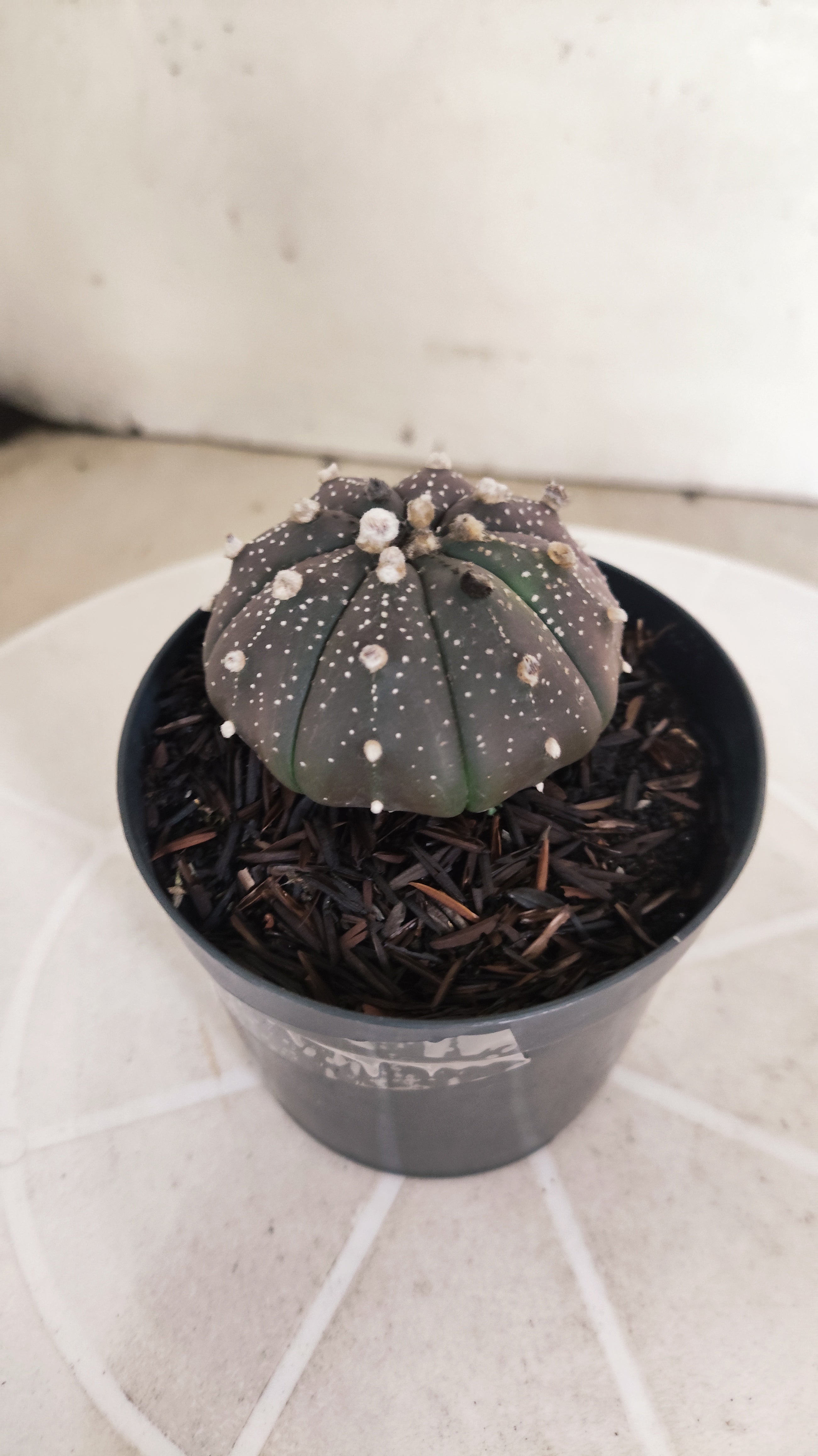 ASTROPHYTUM ASTERIAS “Purple”  Nº 1205 – vaso 09