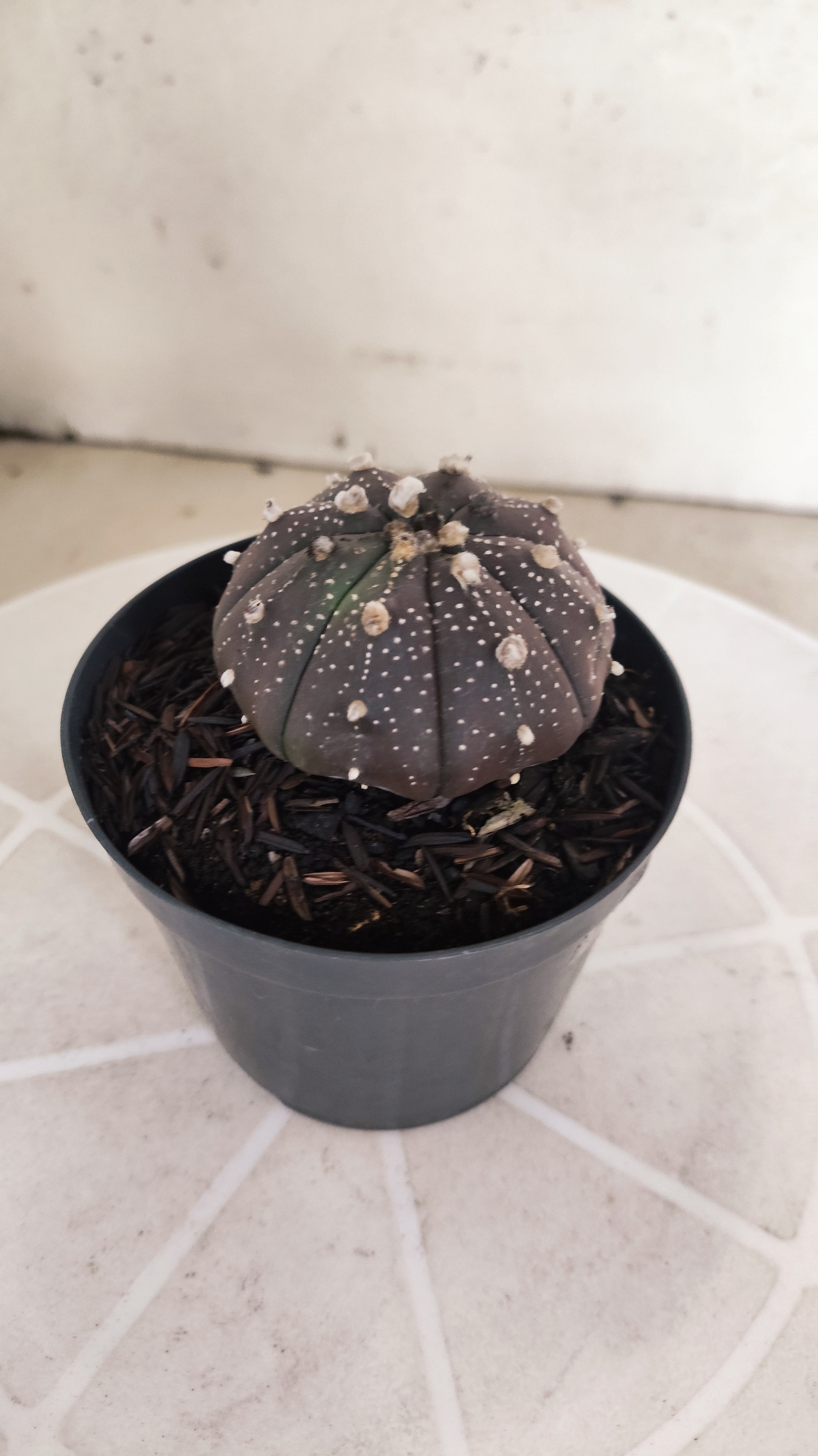 ASTROPHYTUM ASTERIAS “Purple”  Nº 1205 – vaso 09