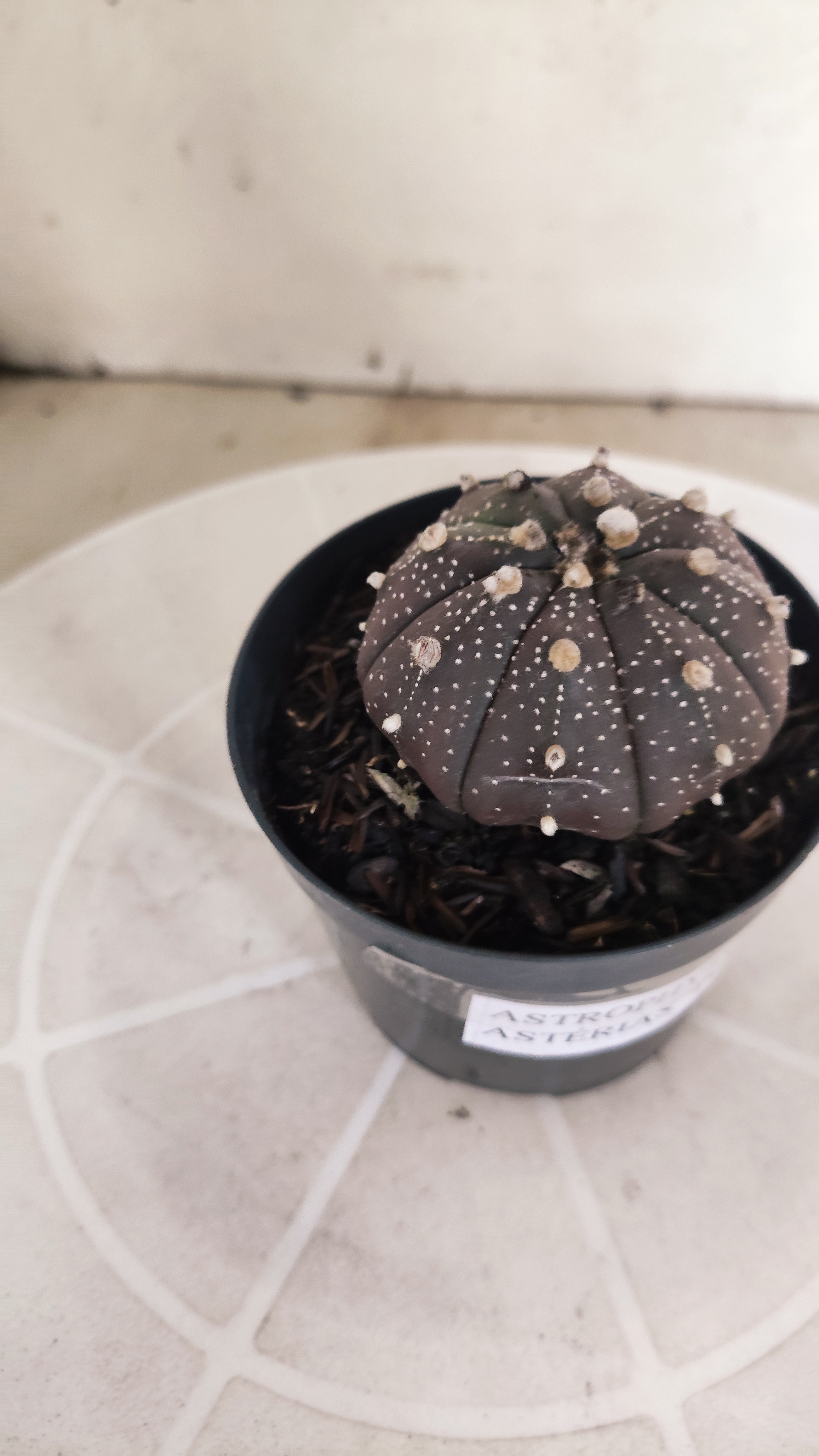 ASTROPHYTUM ASTERIAS “Purple”  Nº 1205 – vaso 09