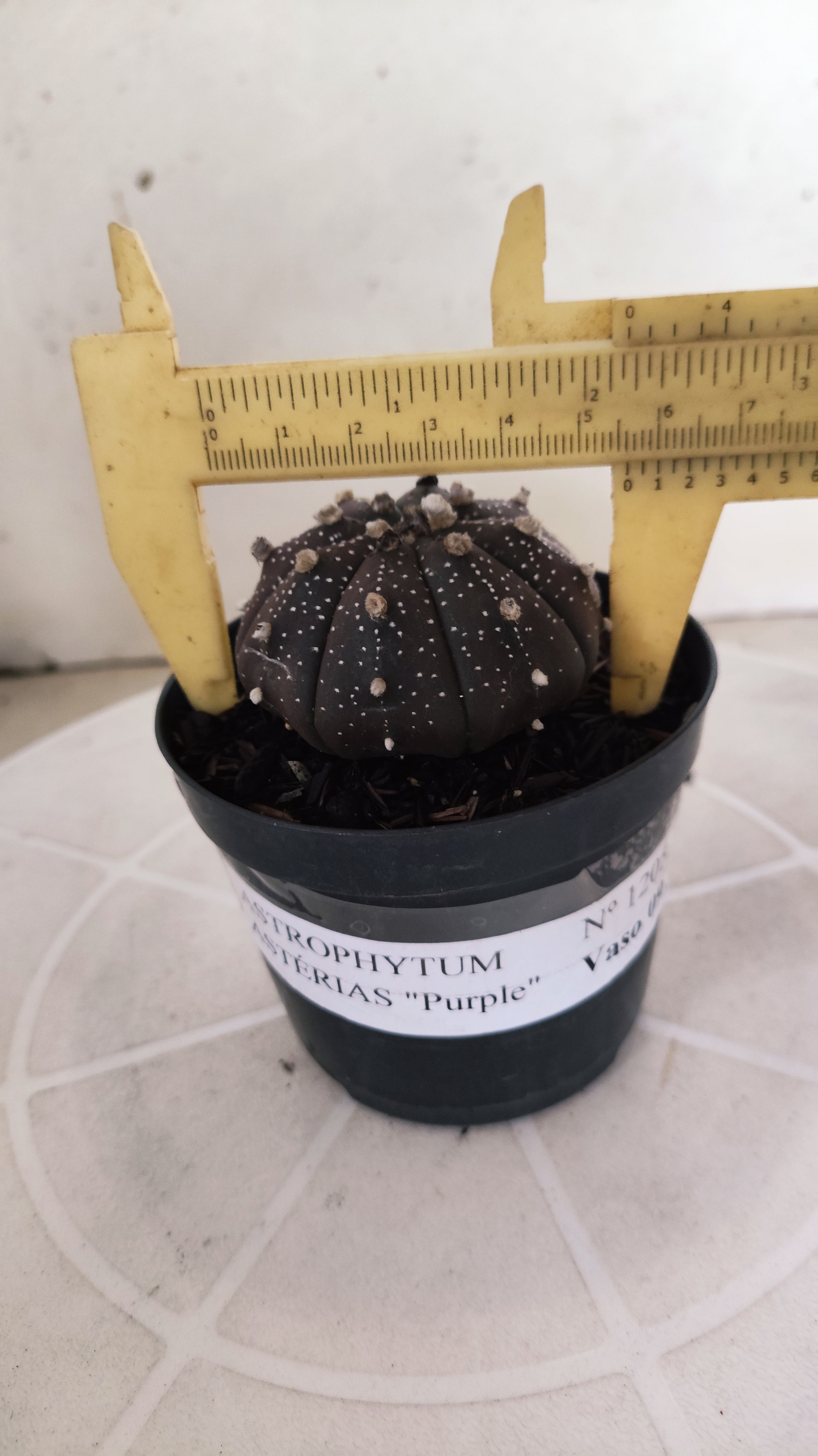 ASTROPHYTUM ASTERIAS “Purple”  Nº 1205 – vaso 09