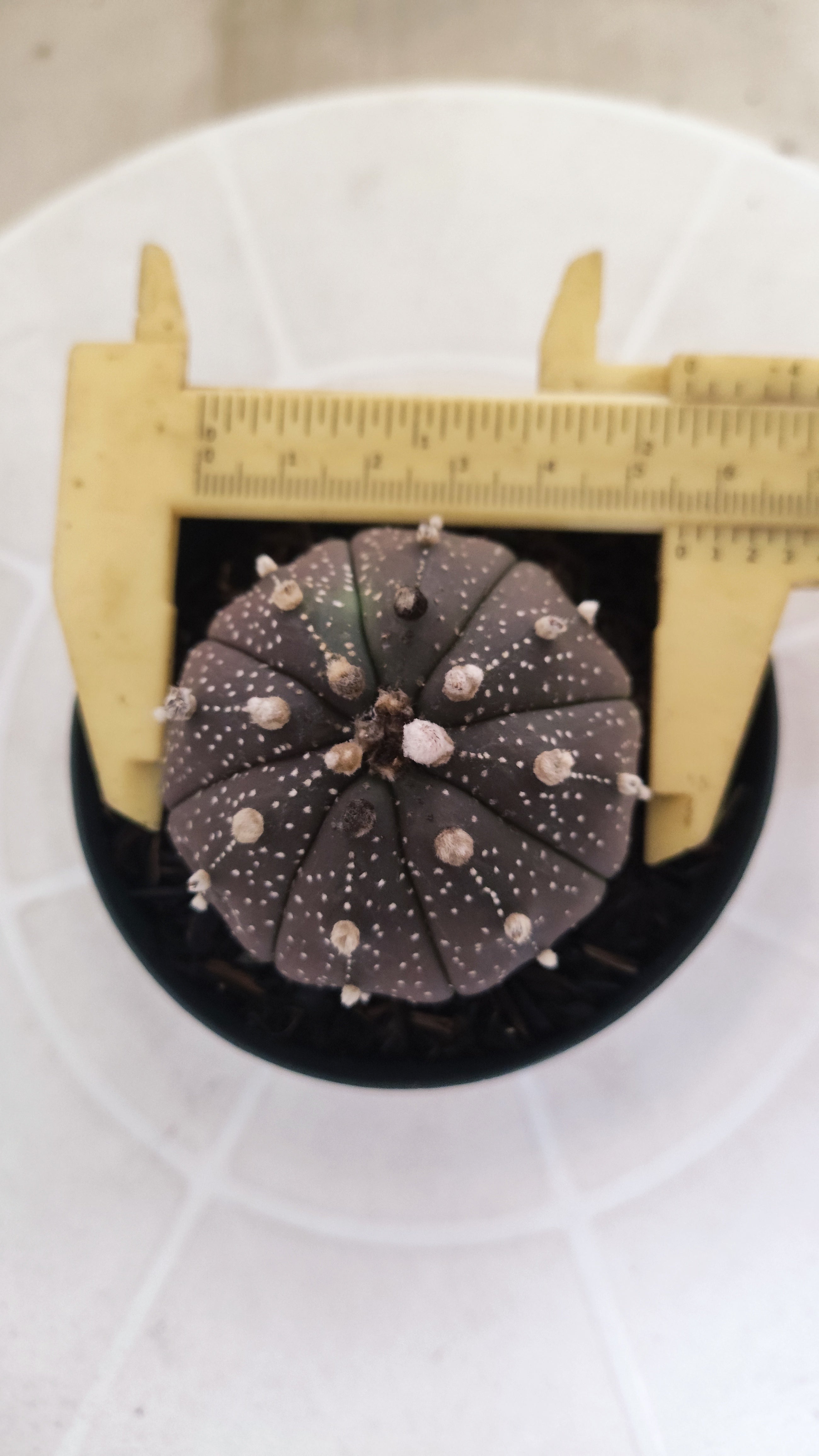 ASTROPHYTUM ASTERIAS “Purple”  Nº 1205 – vaso 09