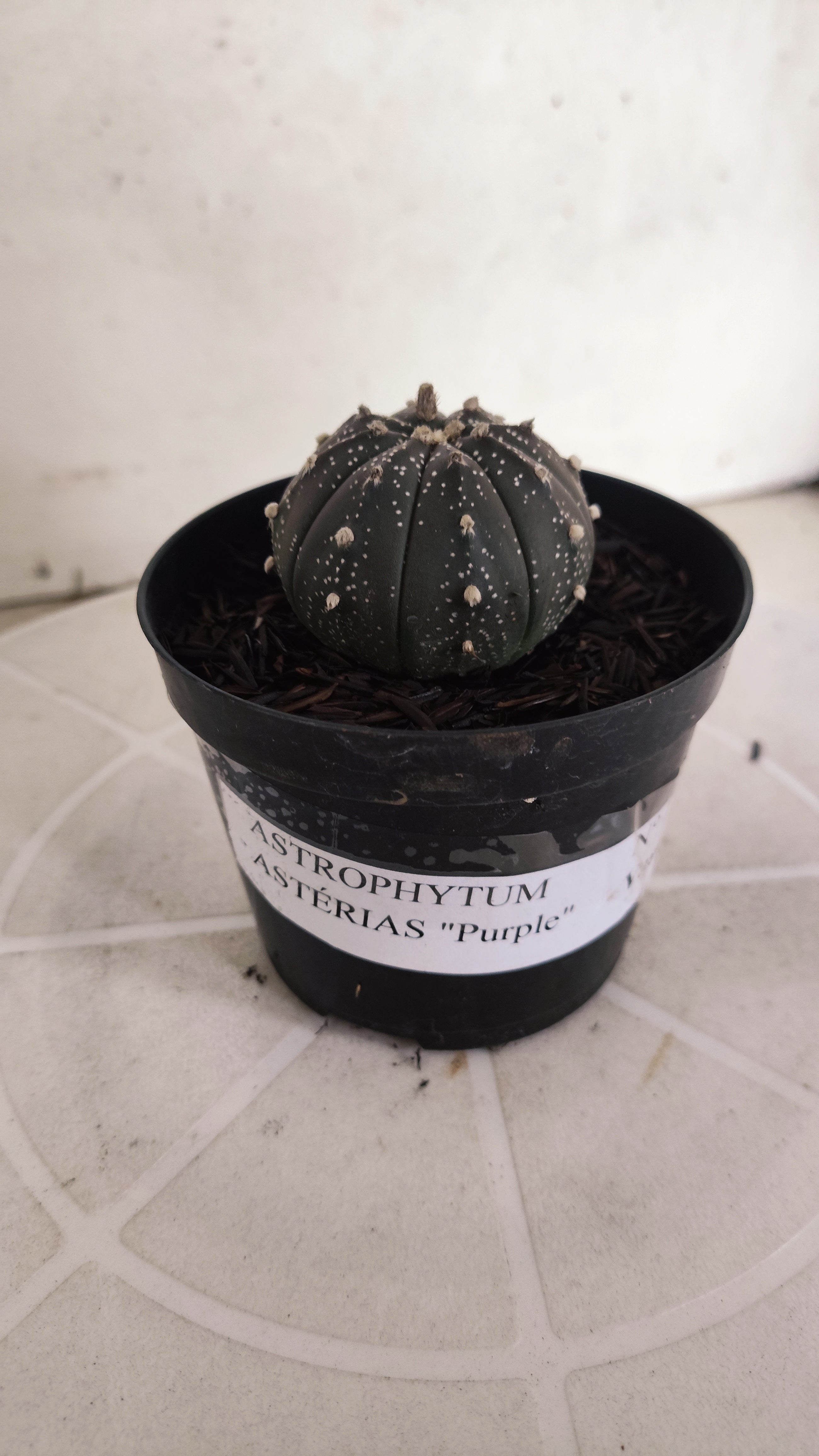 ASTROPHYTUM ASTERIAS “Purple”  Nº 1206 – vaso 09