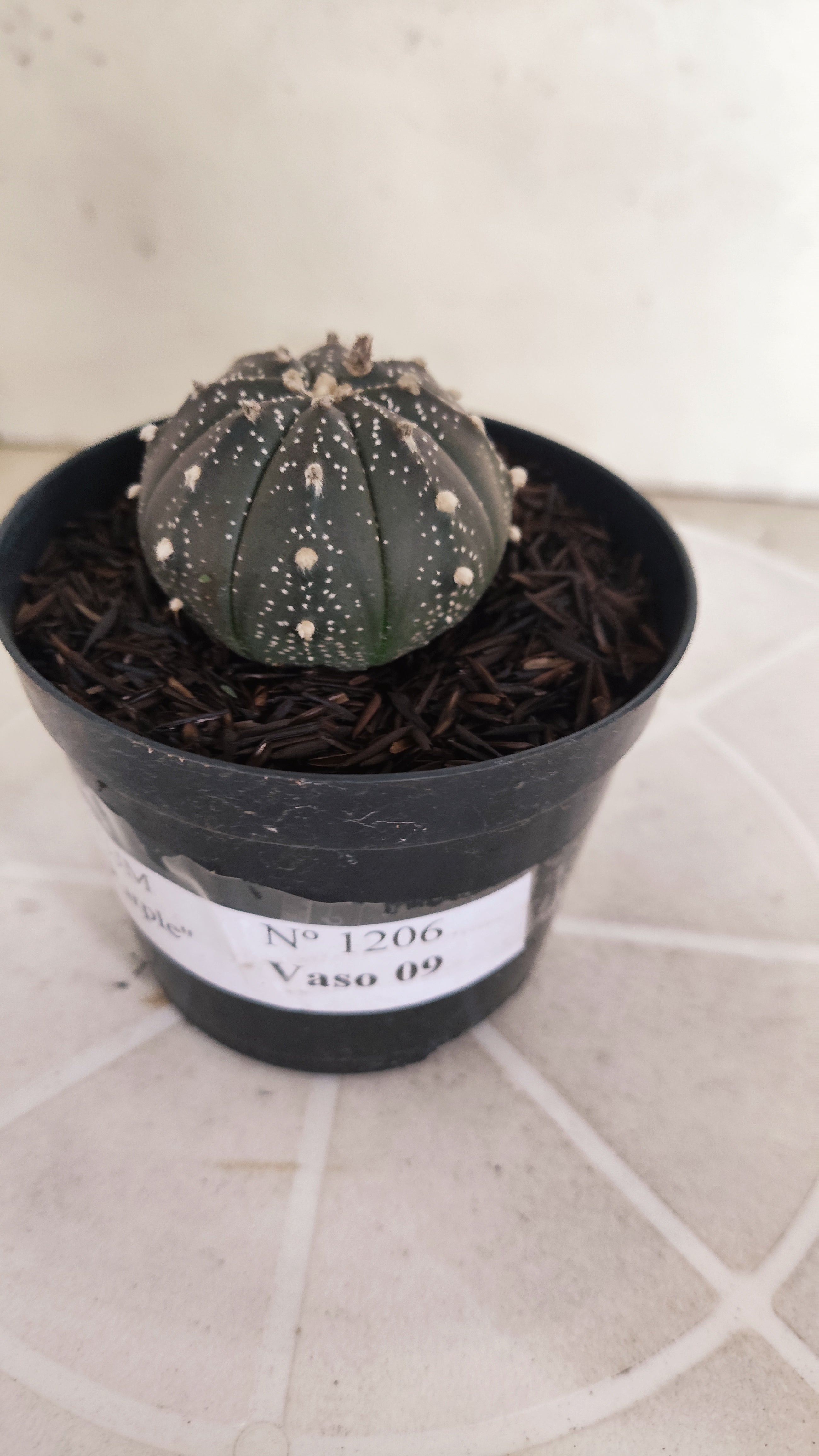 ASTROPHYTUM ASTERIAS “Purple”  Nº 1206 – vaso 09