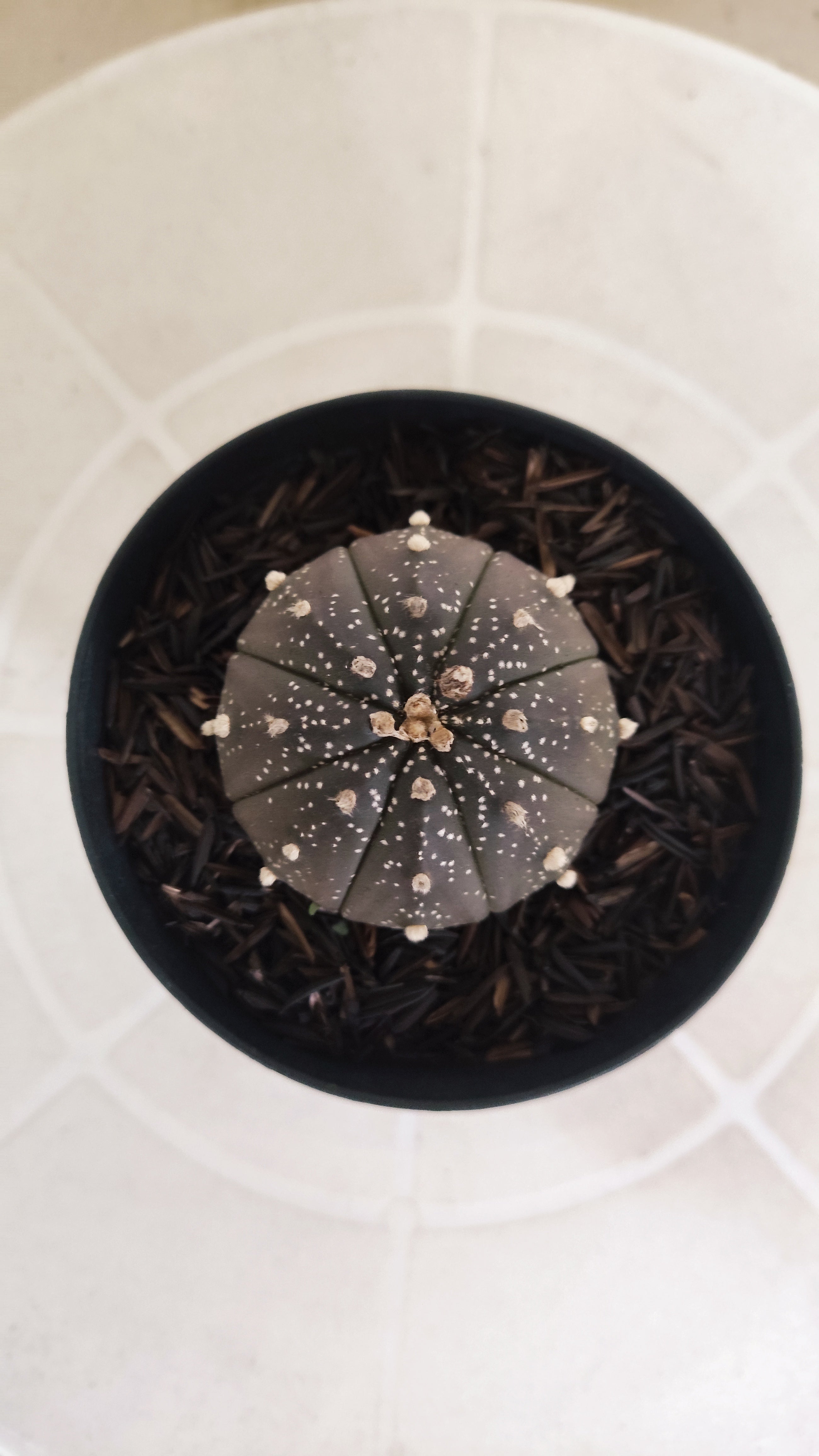 ASTROPHYTUM ASTERIAS “Purple”  Nº 1206 – vaso 09