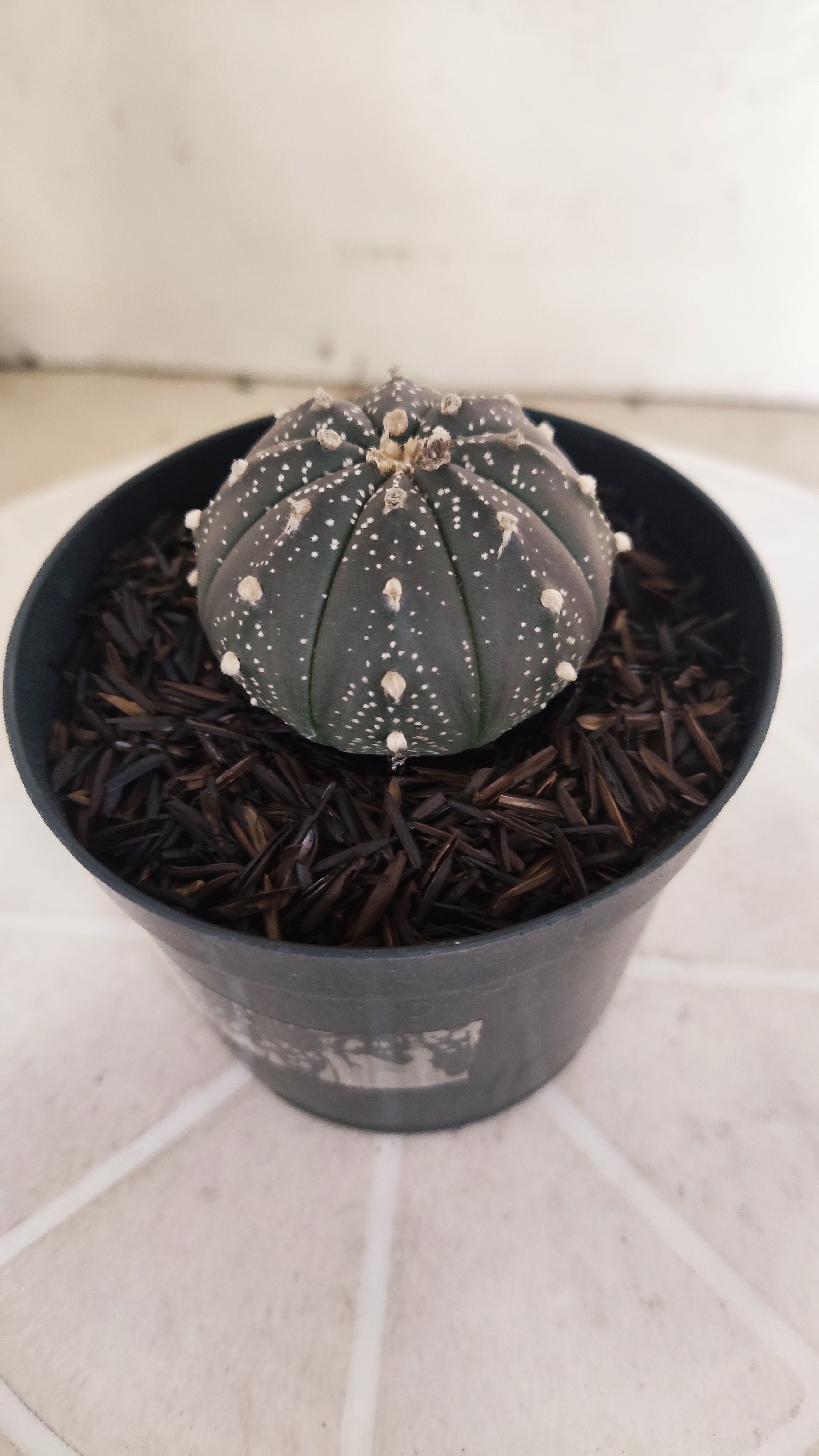 ASTROPHYTUM ASTERIAS “Purple”  Nº 1206 – vaso 09