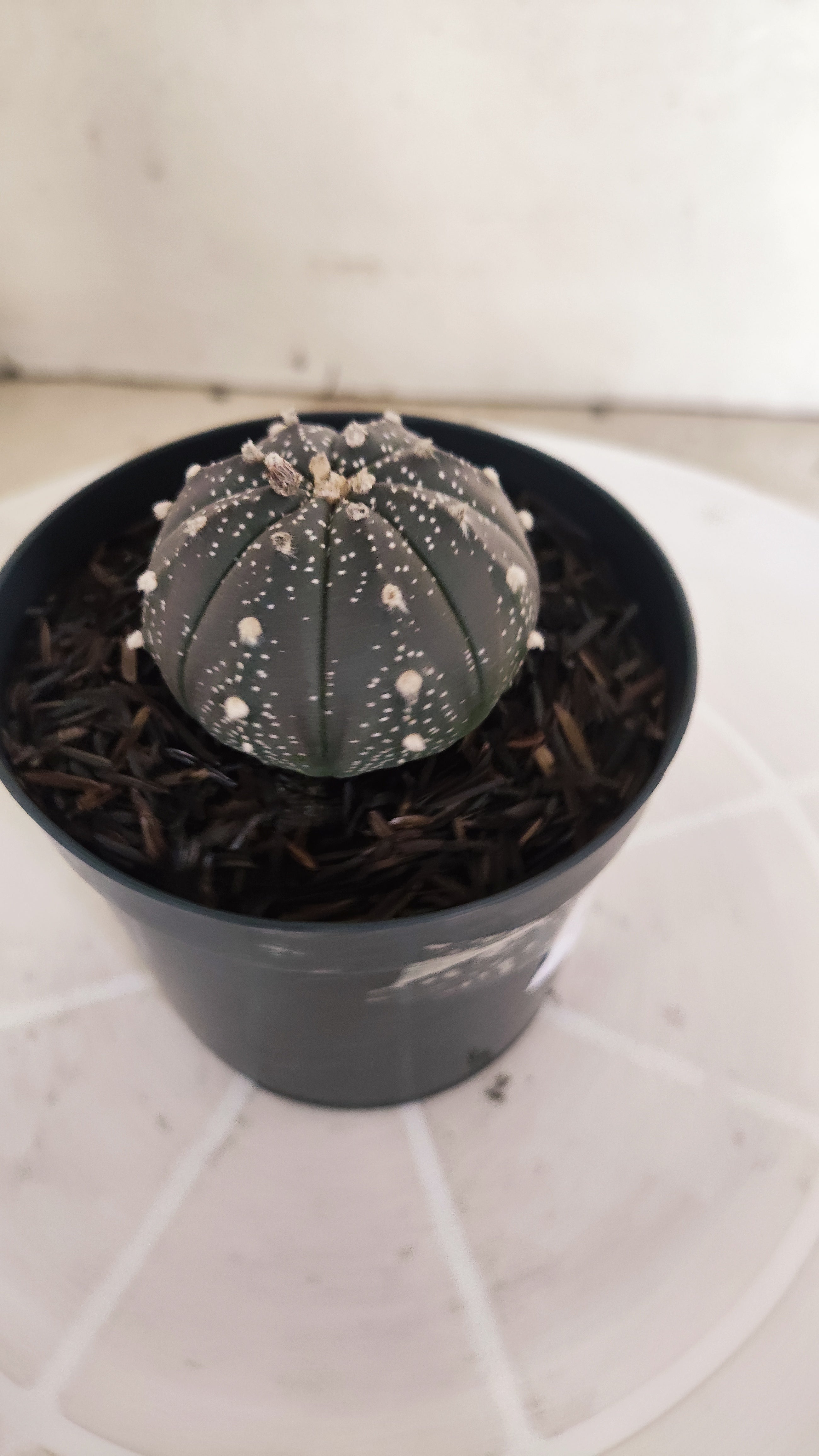 ASTROPHYTUM ASTERIAS “Purple”  Nº 1206 – vaso 09