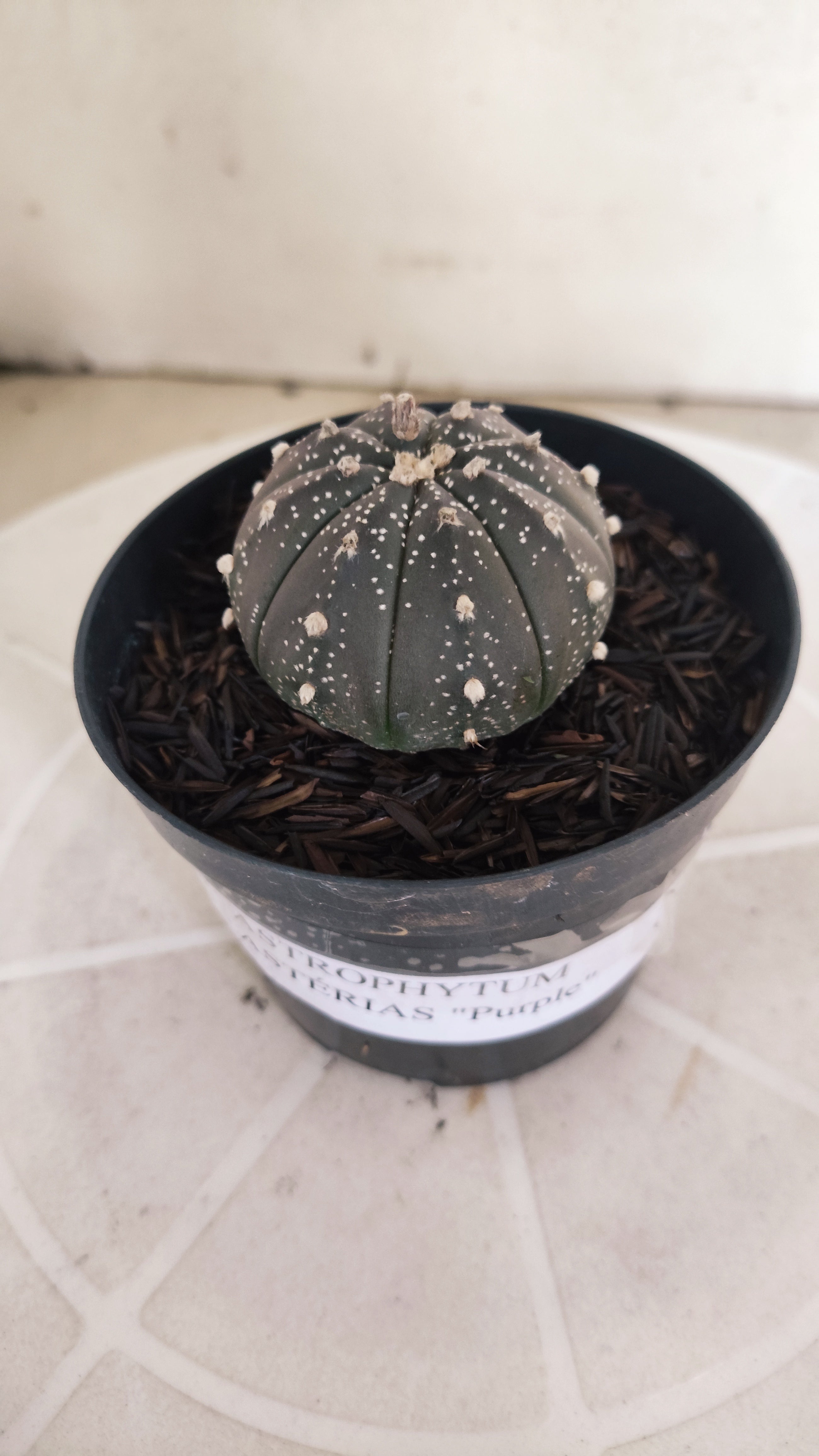 ASTROPHYTUM ASTERIAS “Purple”  Nº 1206 – vaso 09