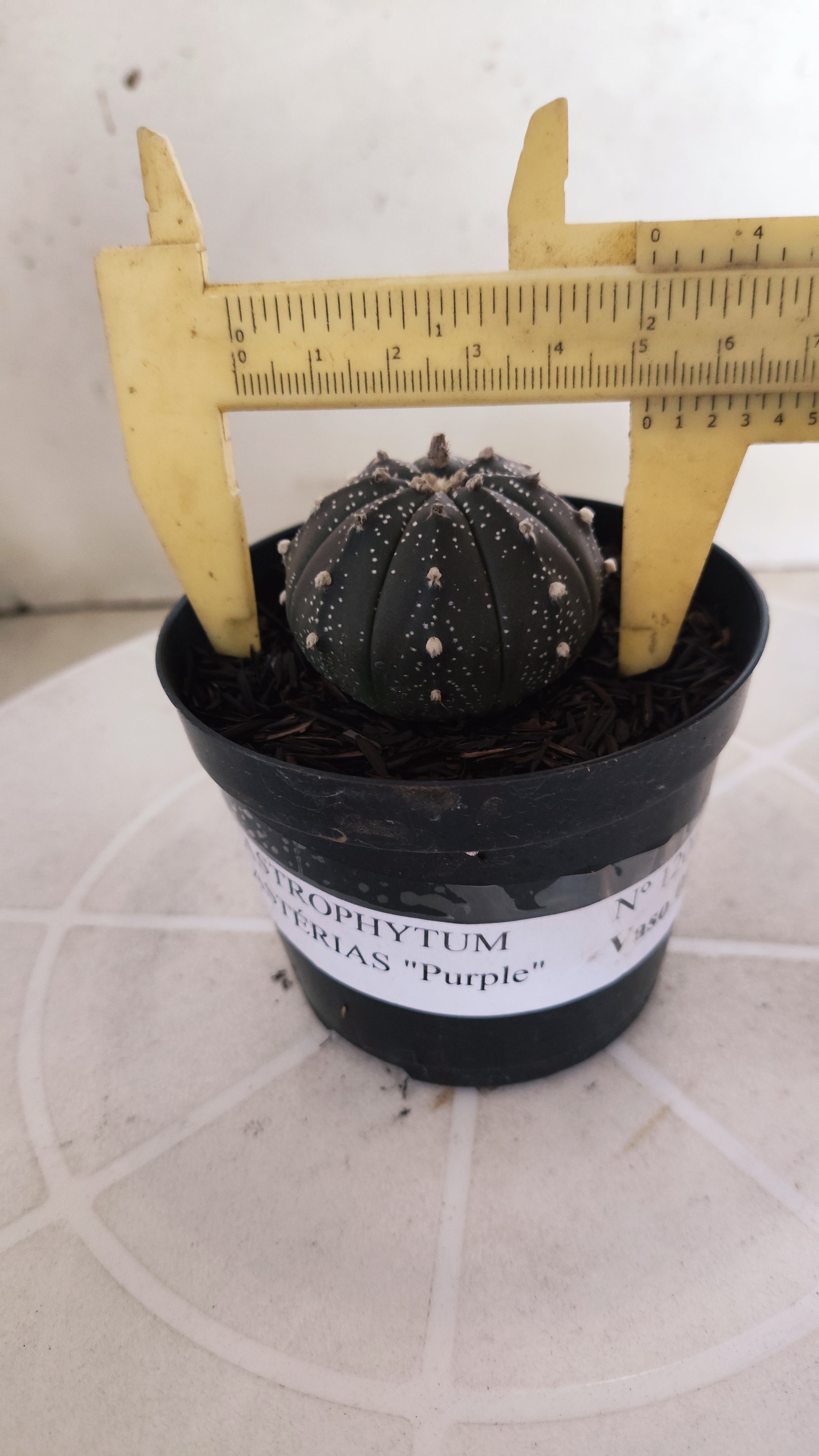 ASTROPHYTUM ASTERIAS “Purple”  Nº 1206 – vaso 09