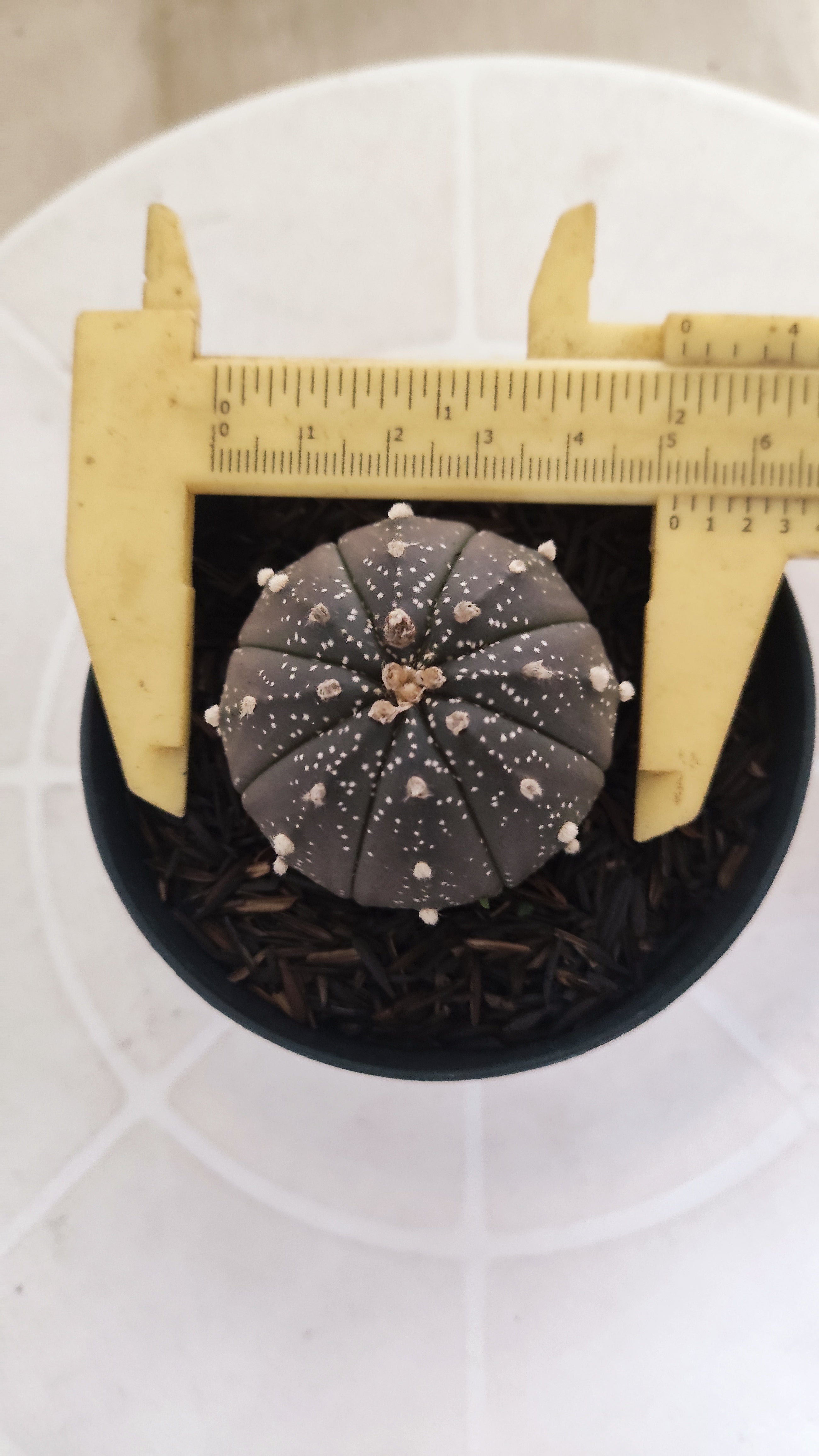 ASTROPHYTUM ASTERIAS “Purple”  Nº 1206 – vaso 09